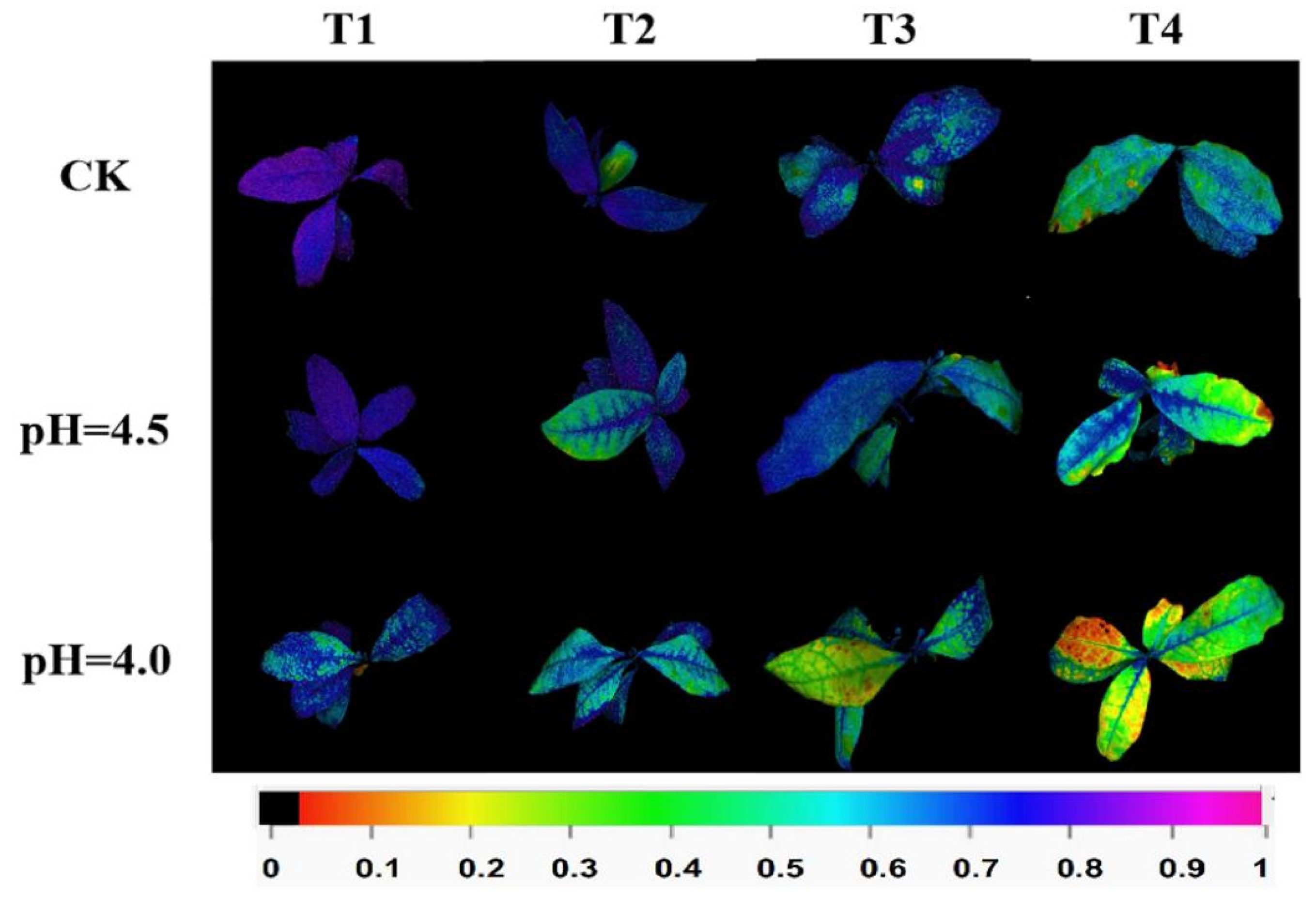 Plants 14 00570 g002