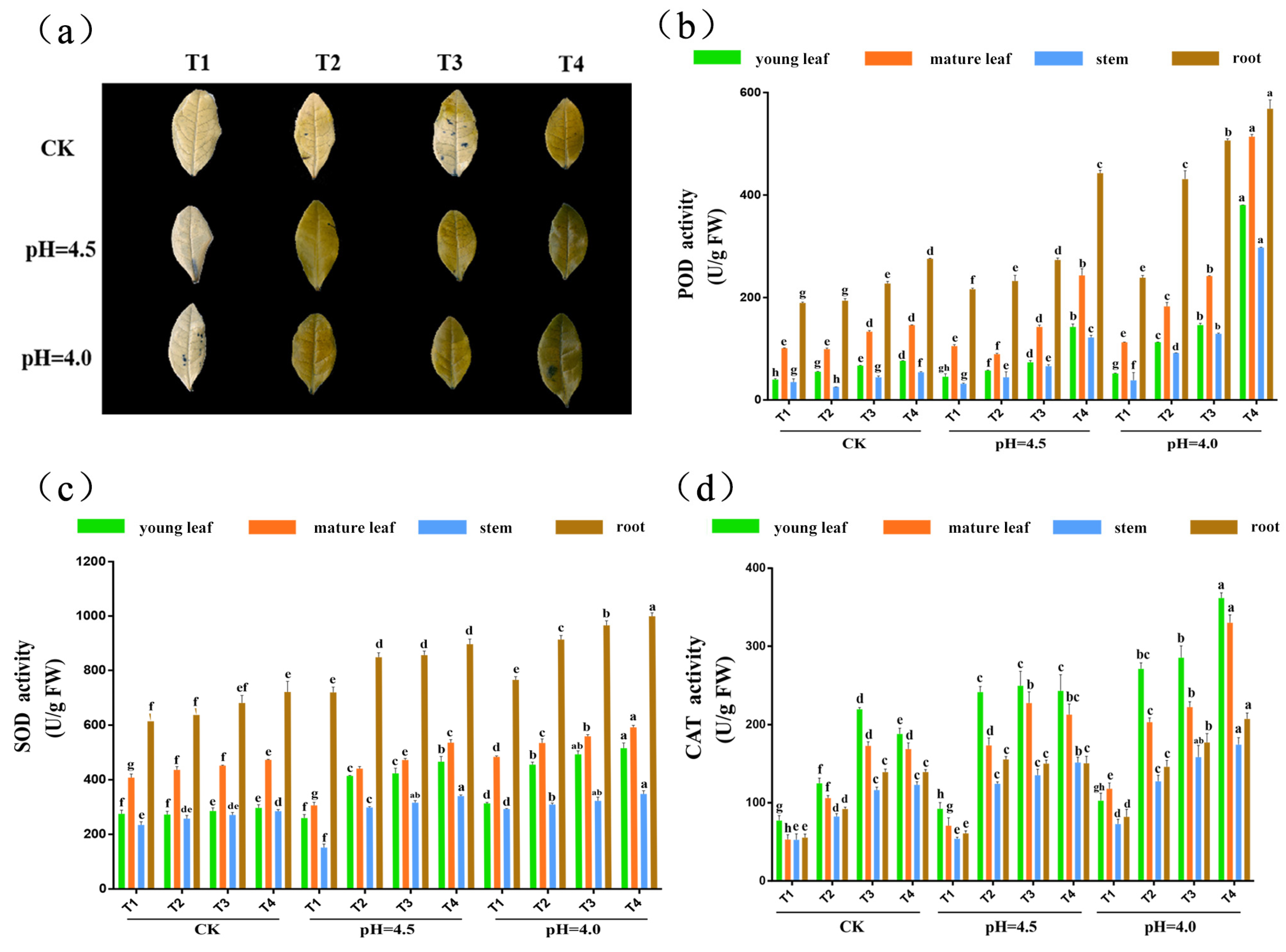 Plants 14 00570 g004