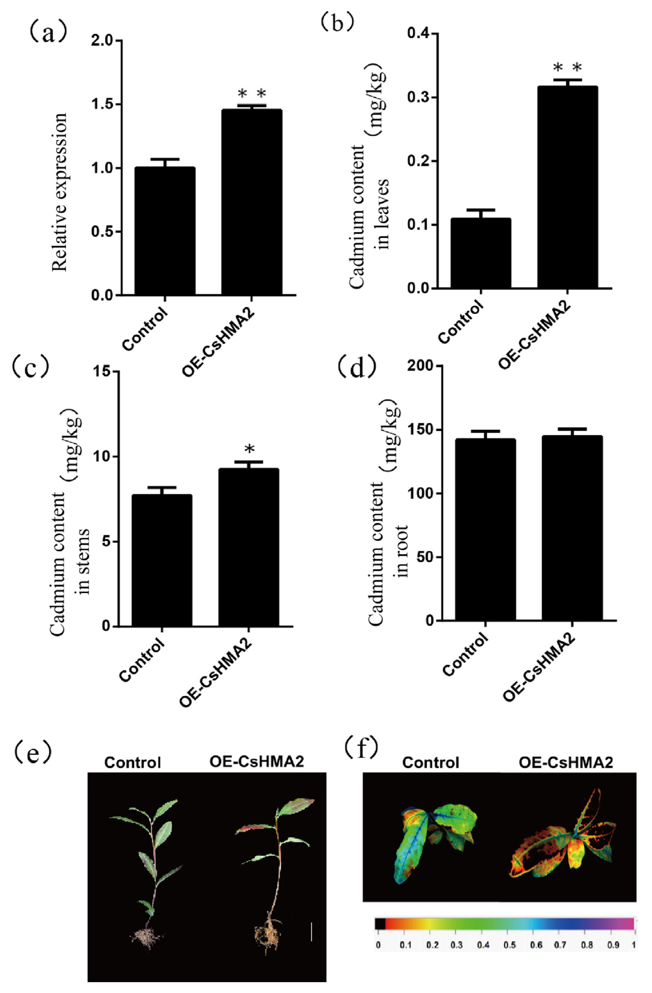 Plants 14 00570 g007
