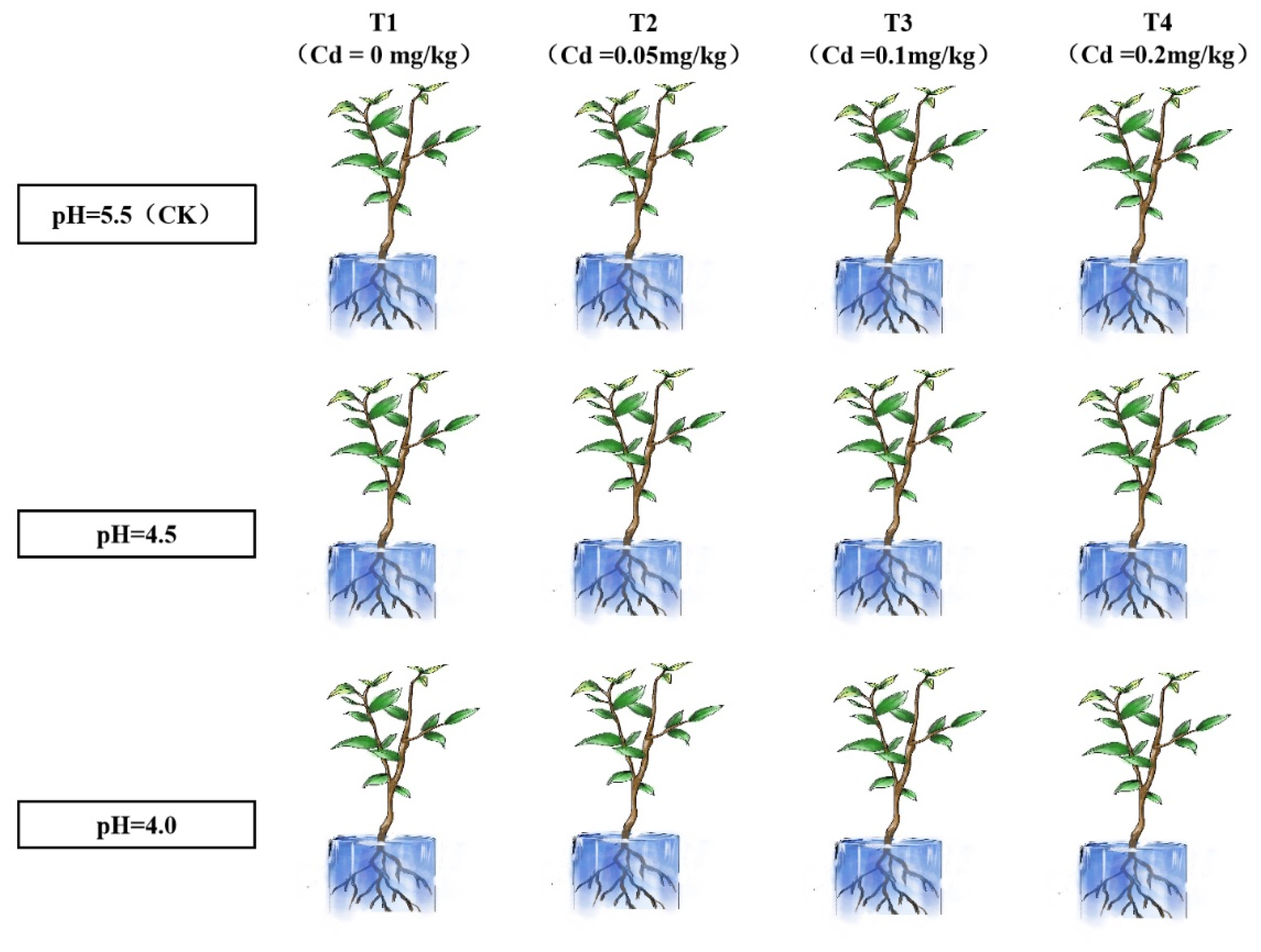 Plants 14 00570 g008