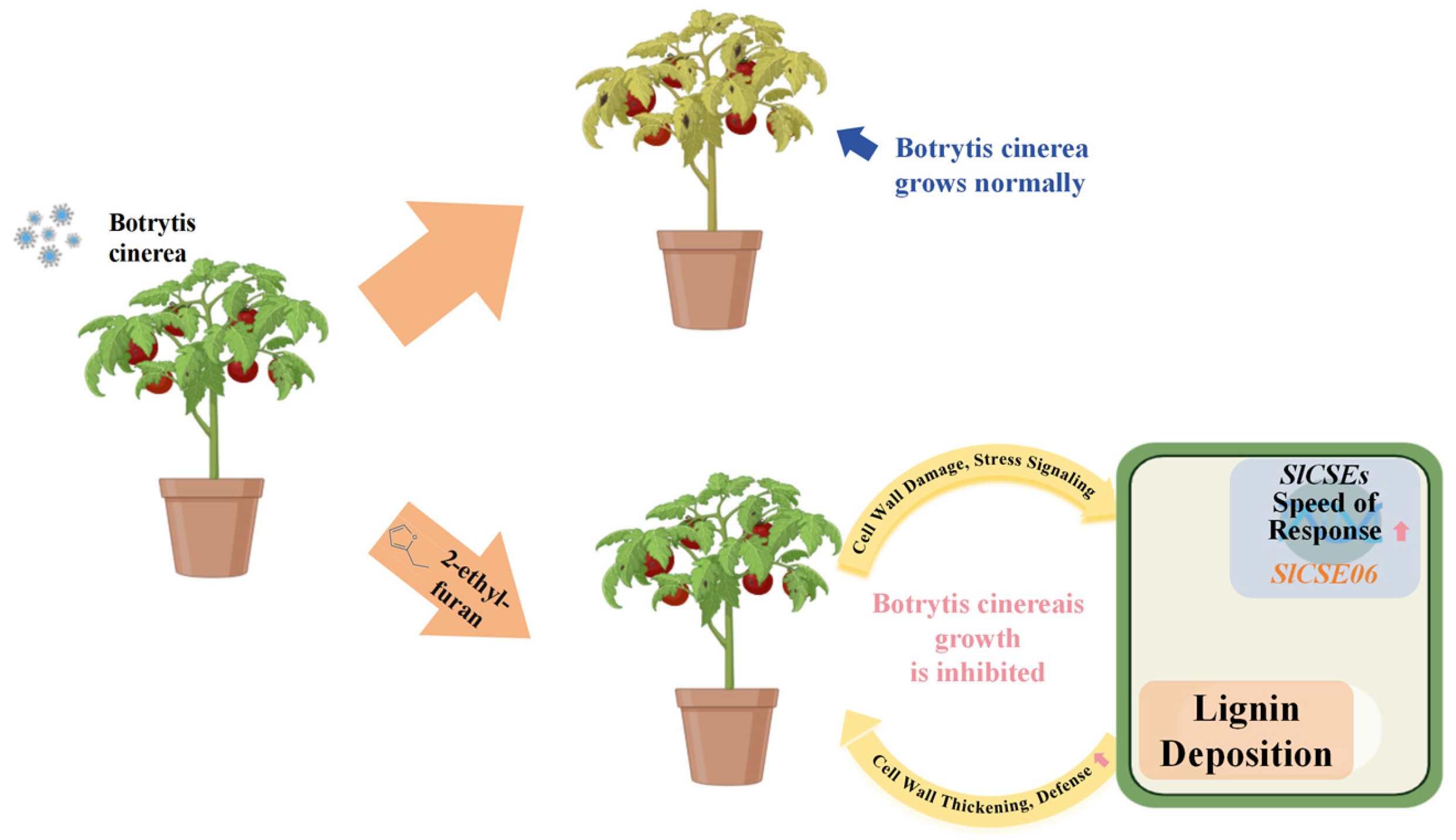 Plants 14 00575 g011