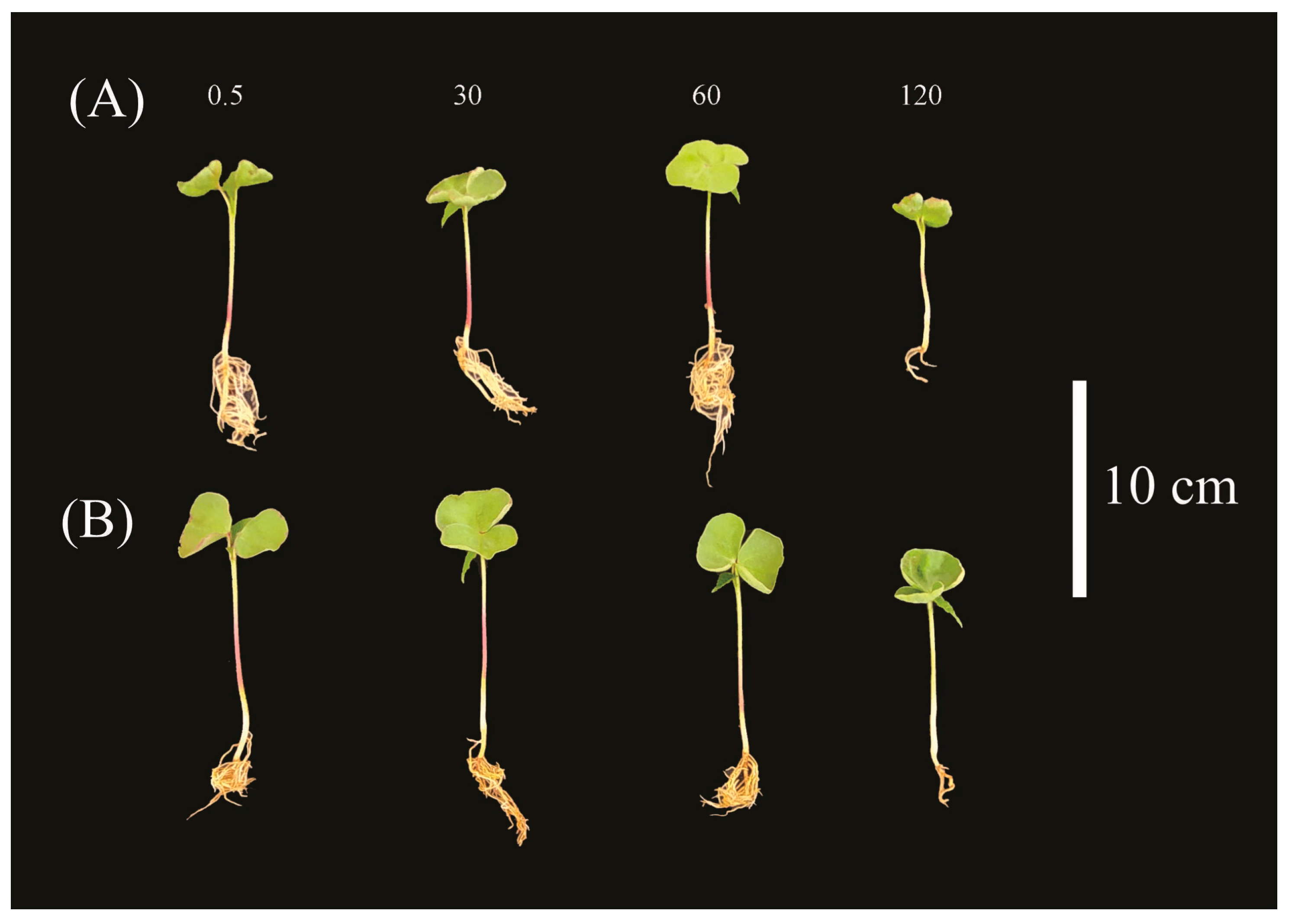 Plants 14 00576 g003