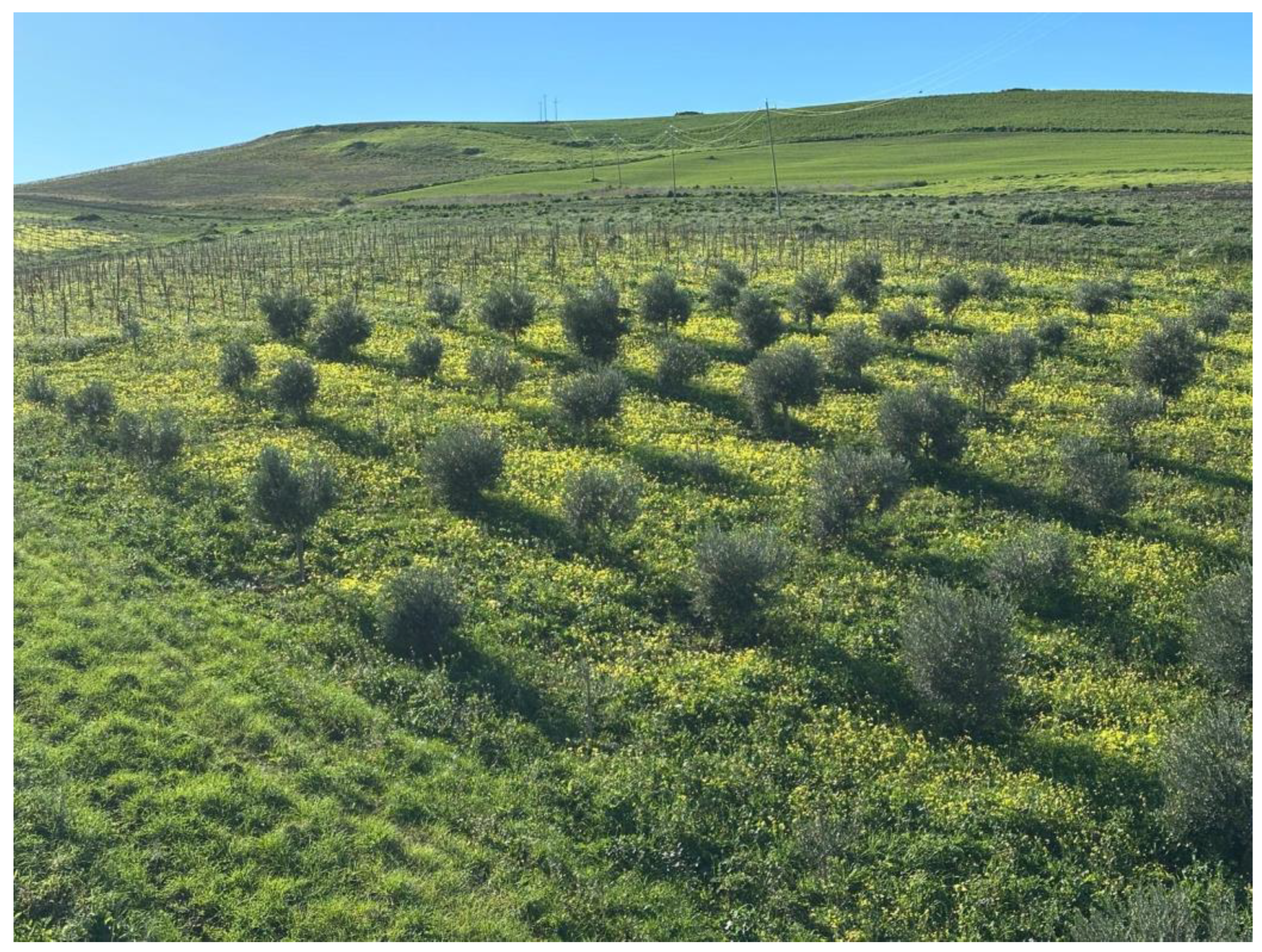 Plants 14 00578 g002