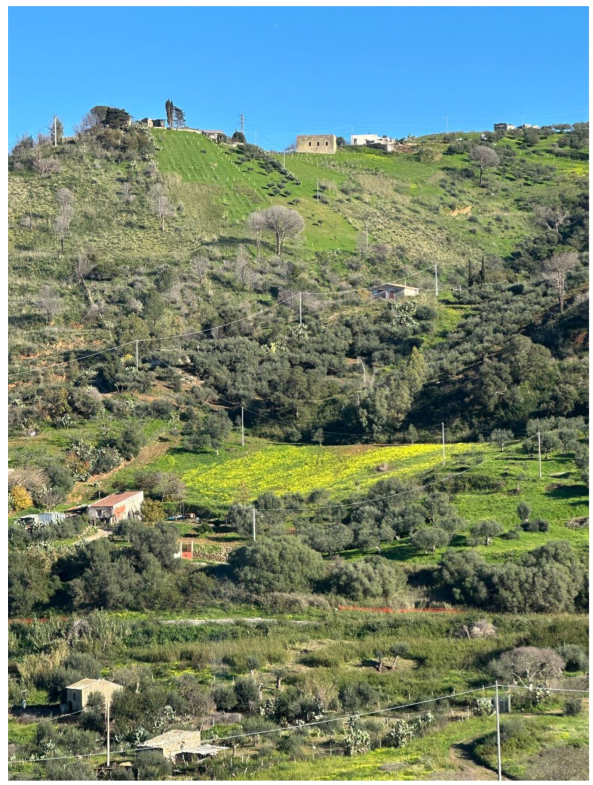 Plants 14 00578 g004