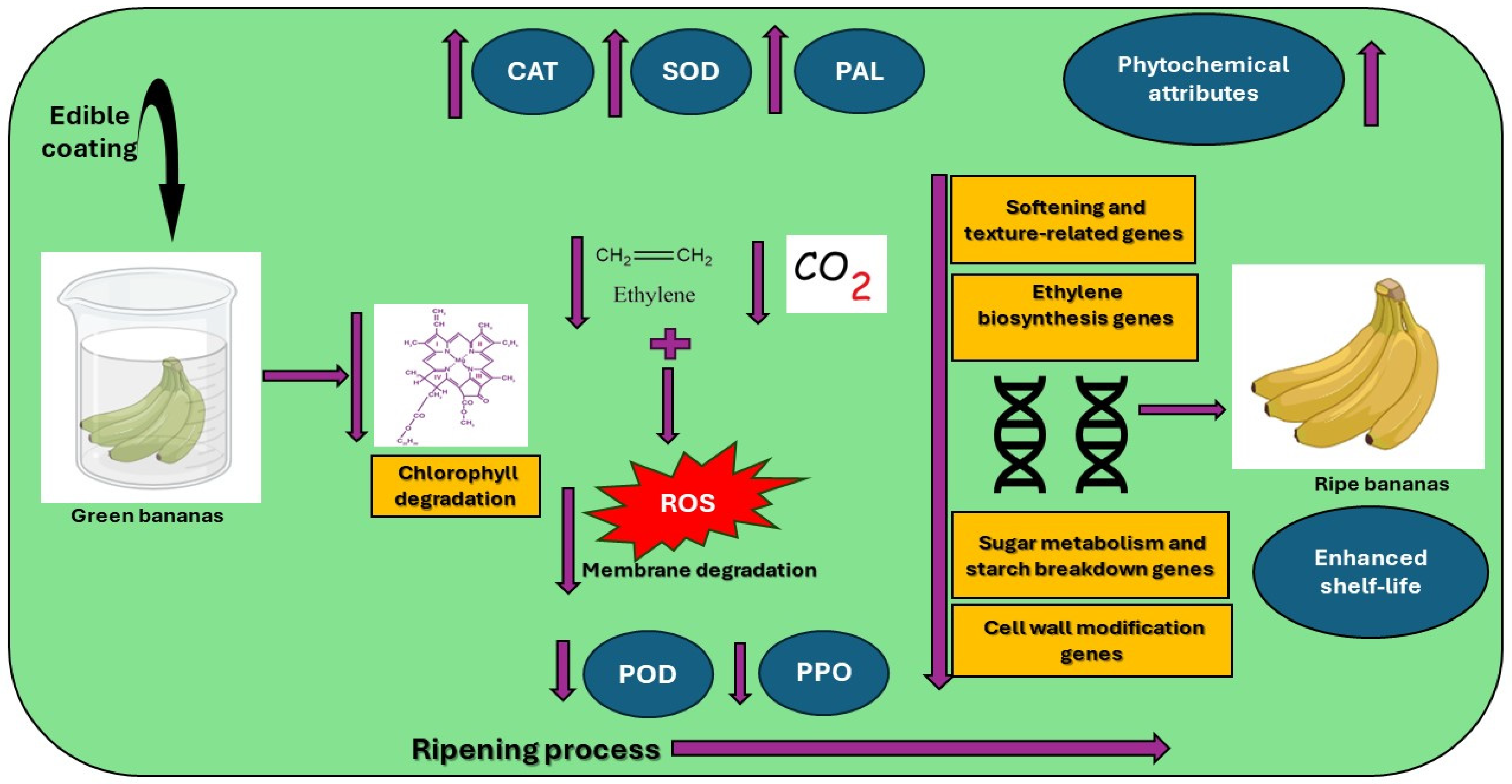 Plants 14 00581 g007