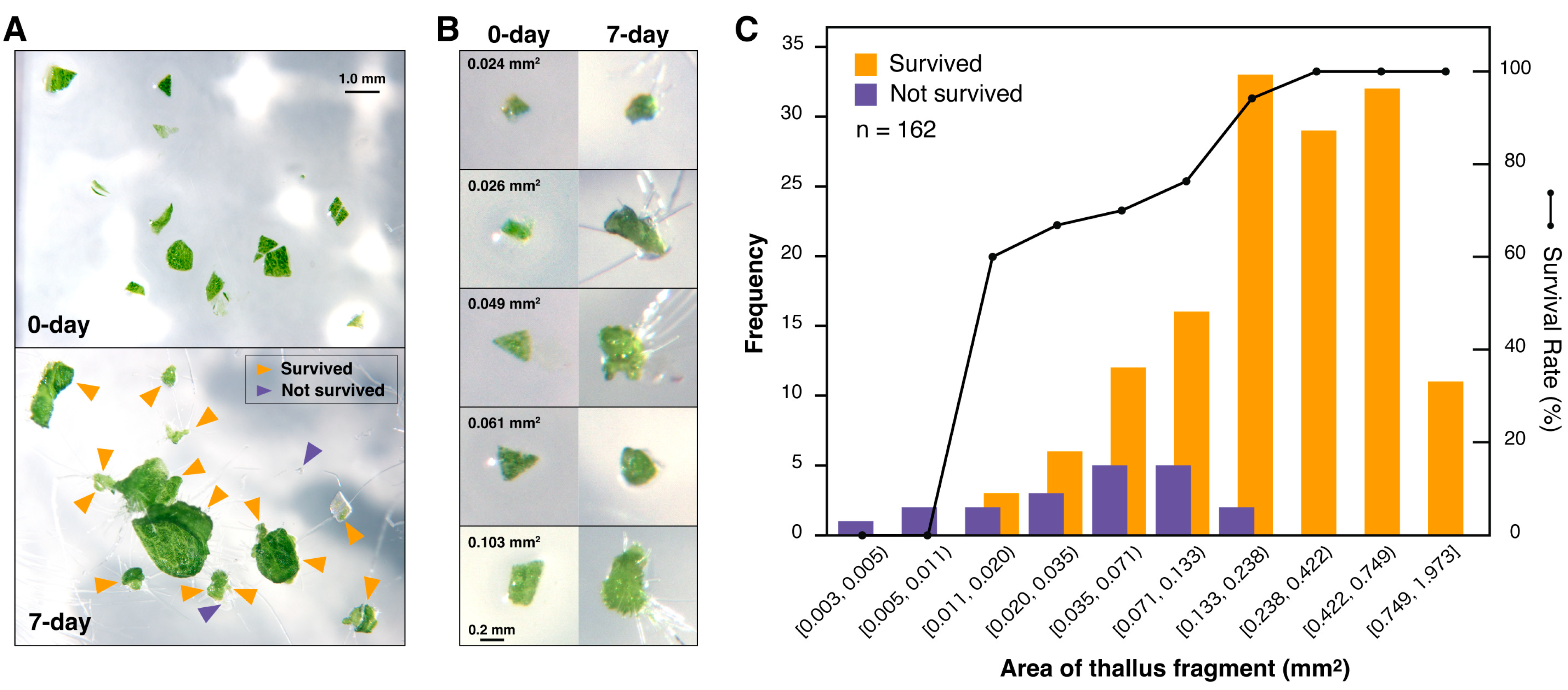 Plants 14 00582 g001