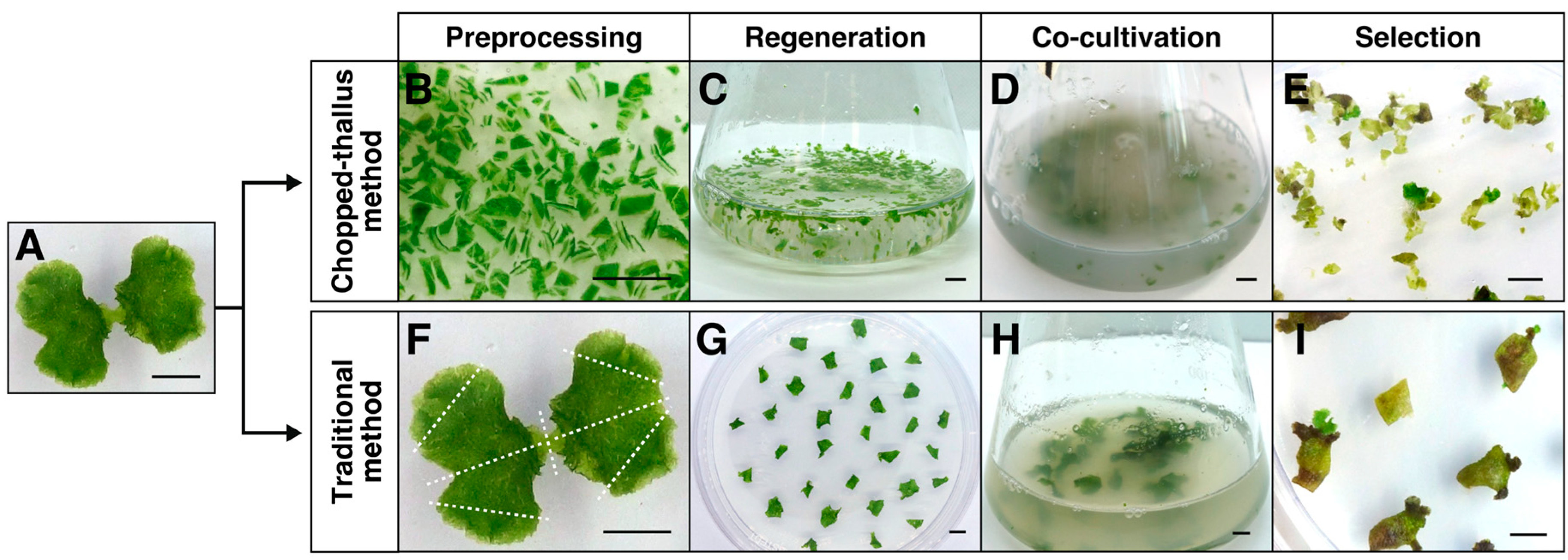 Plants 14 00582 g002