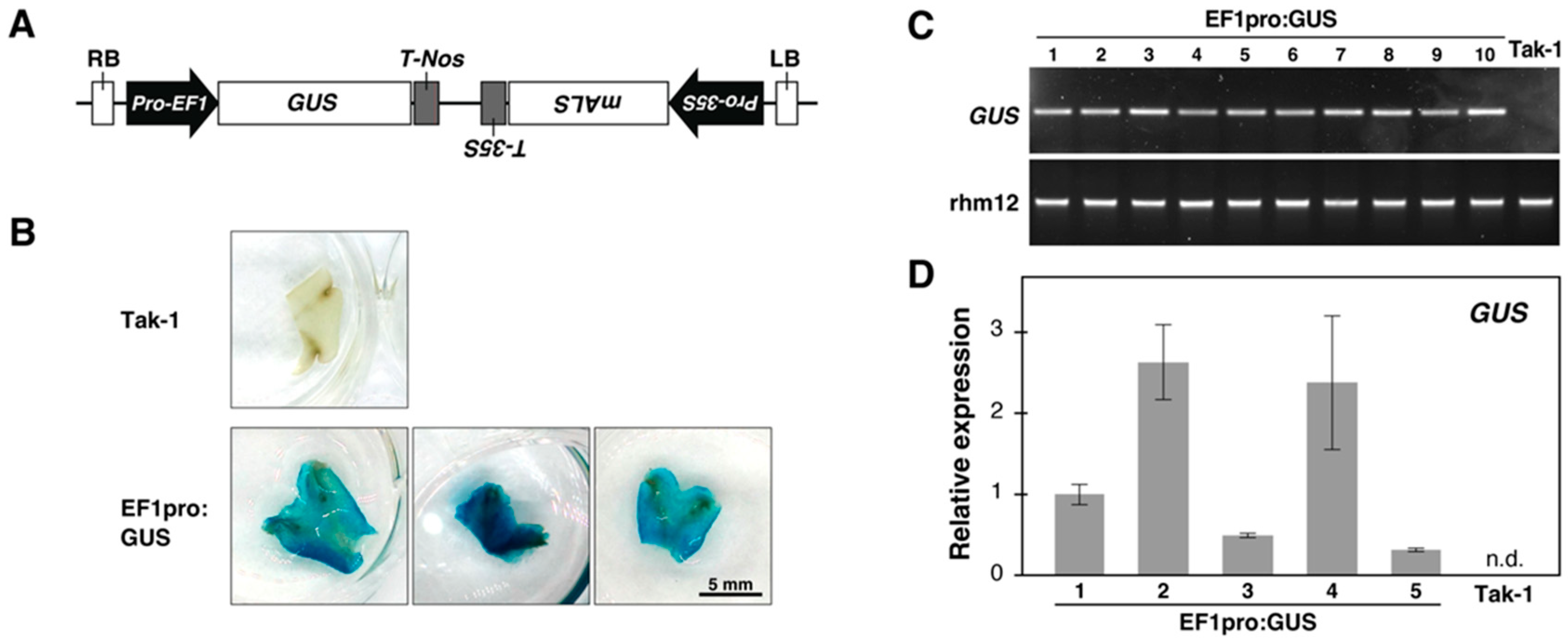 Plants 14 00582 g003