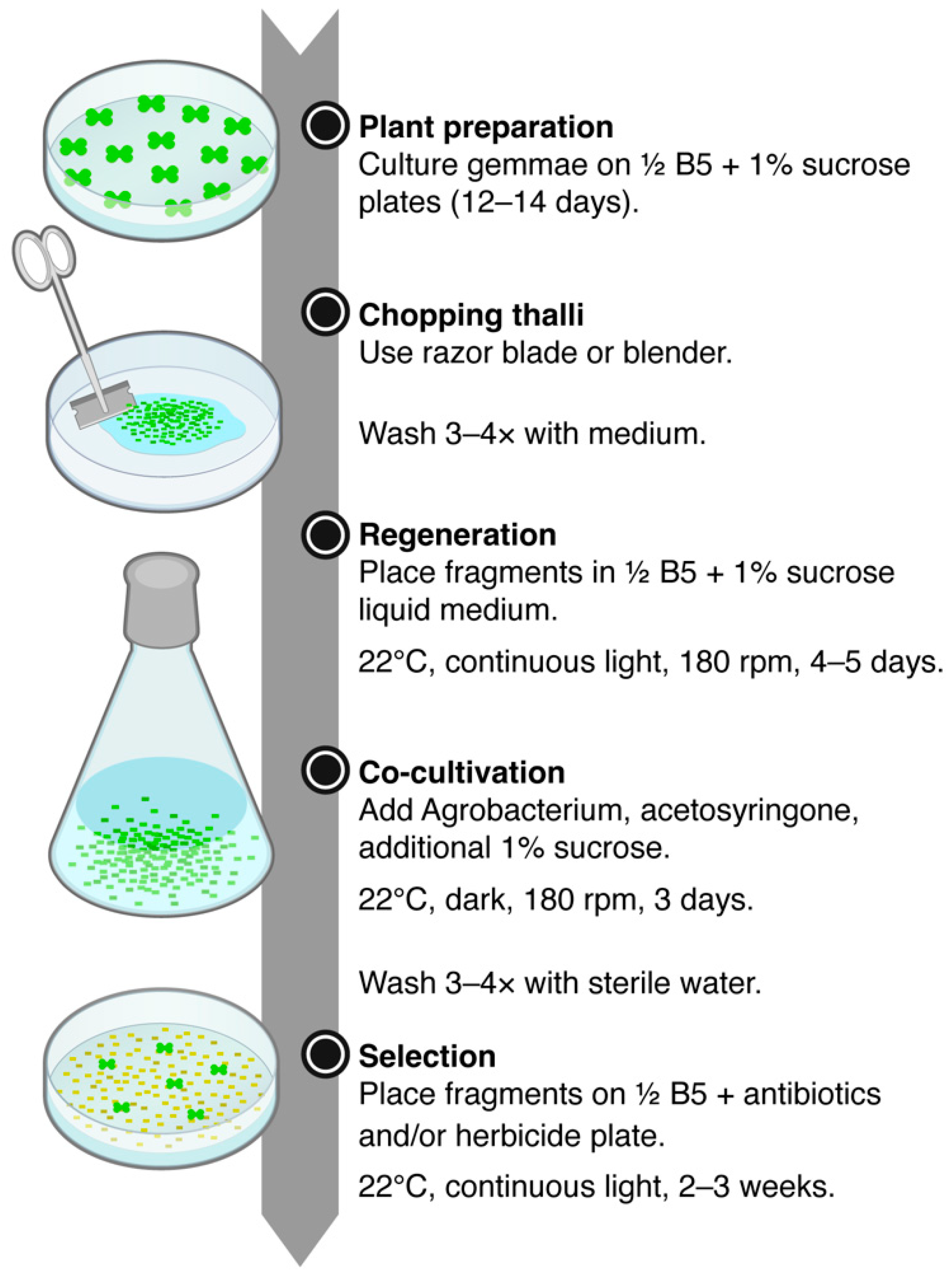 Plants 14 00582 g007