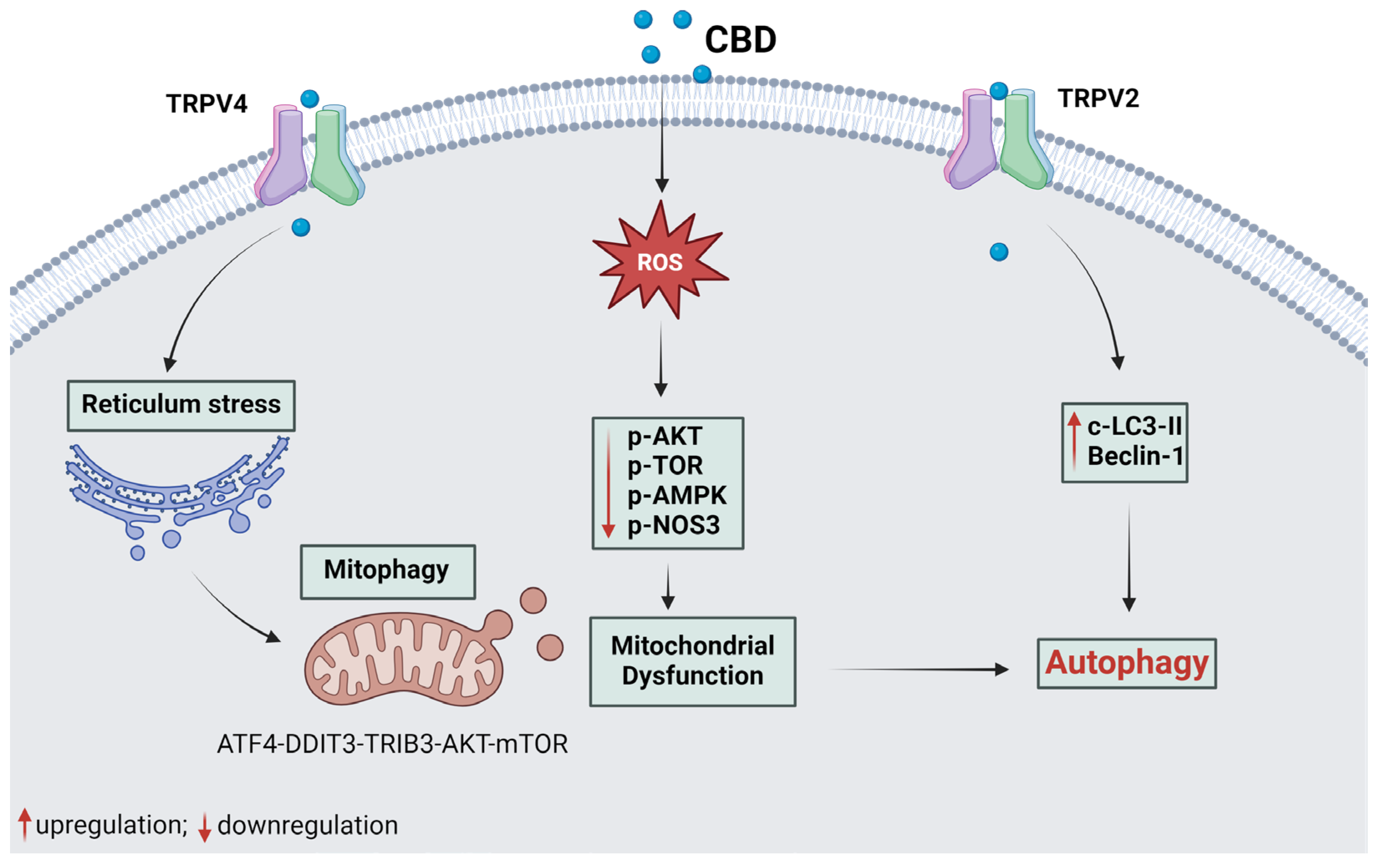 Plants 14 00585 g003