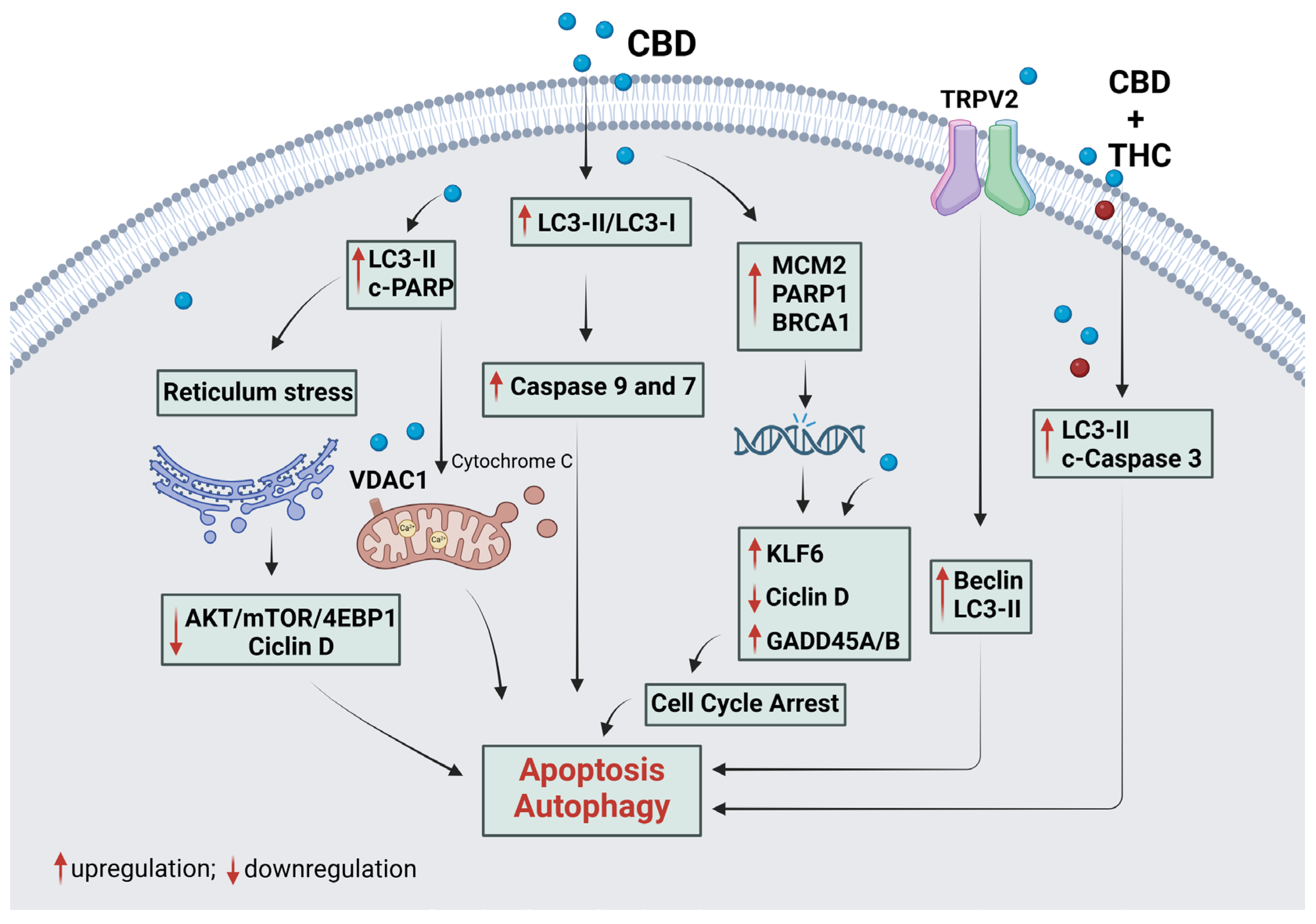 Plants 14 00585 g004