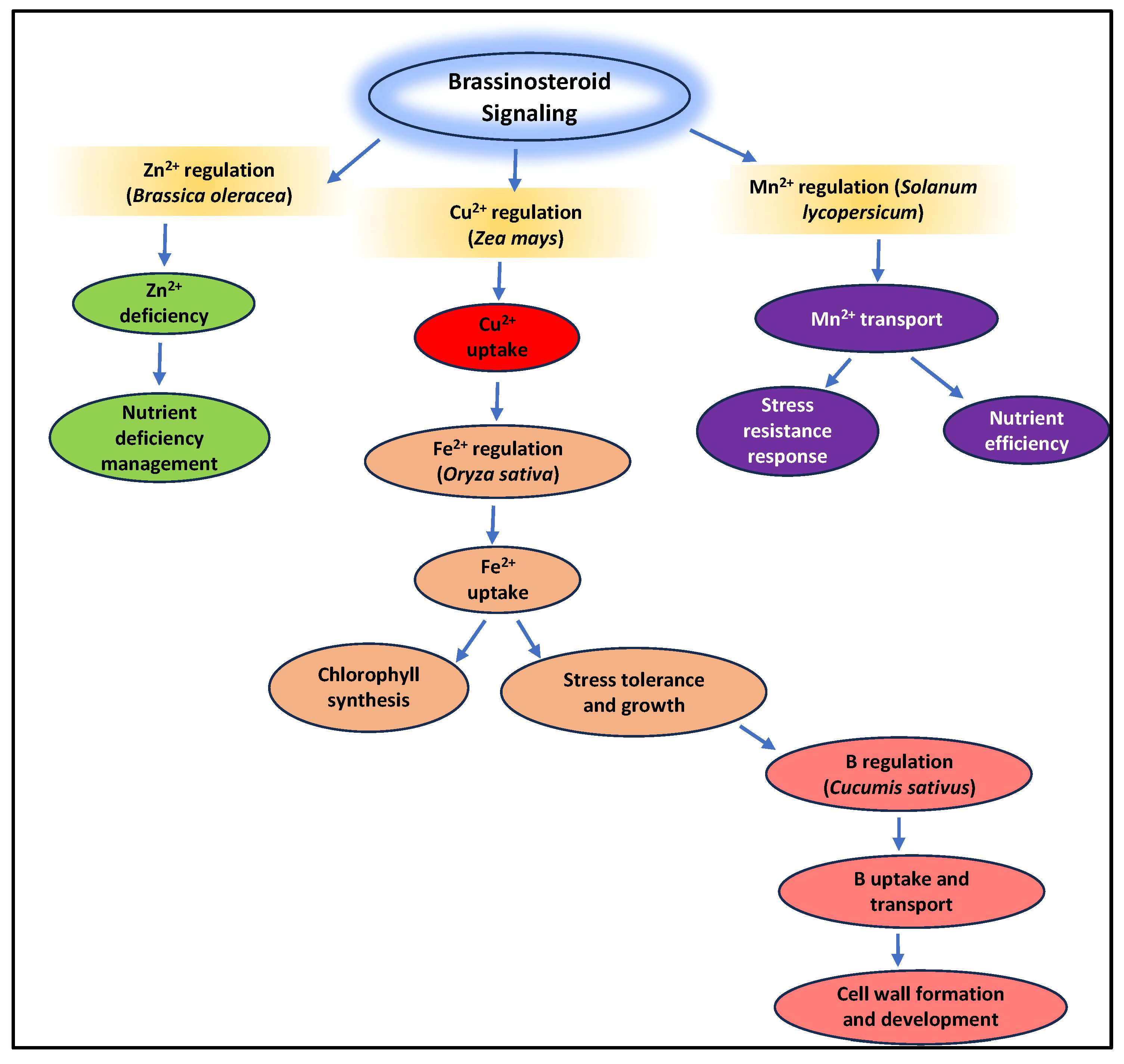 Plants 14 00598 g003
