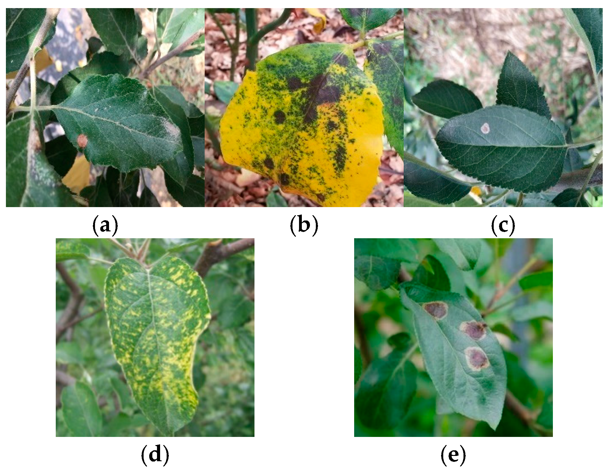 Plants 14 00599 g001