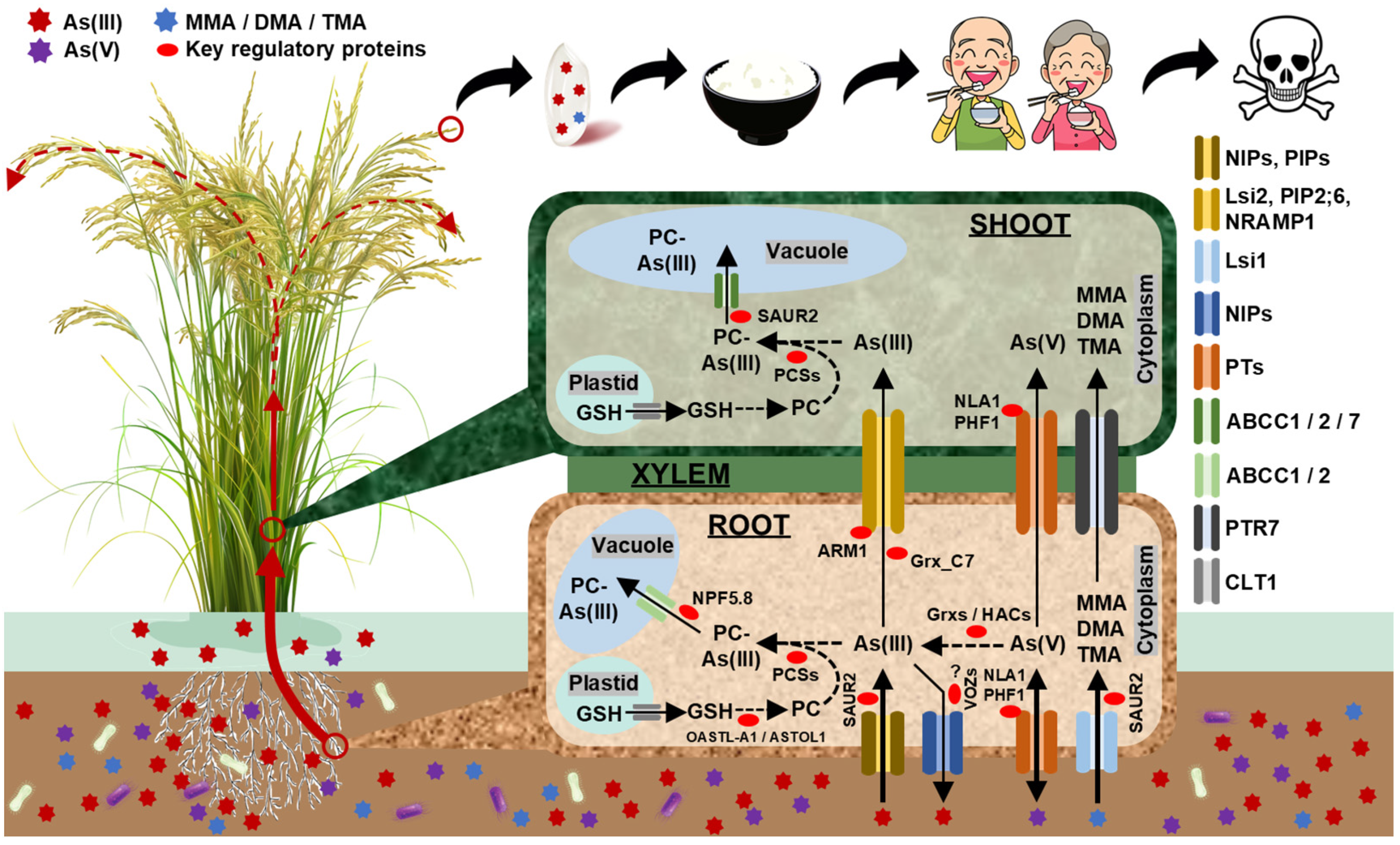 Plants 14 00606 g001