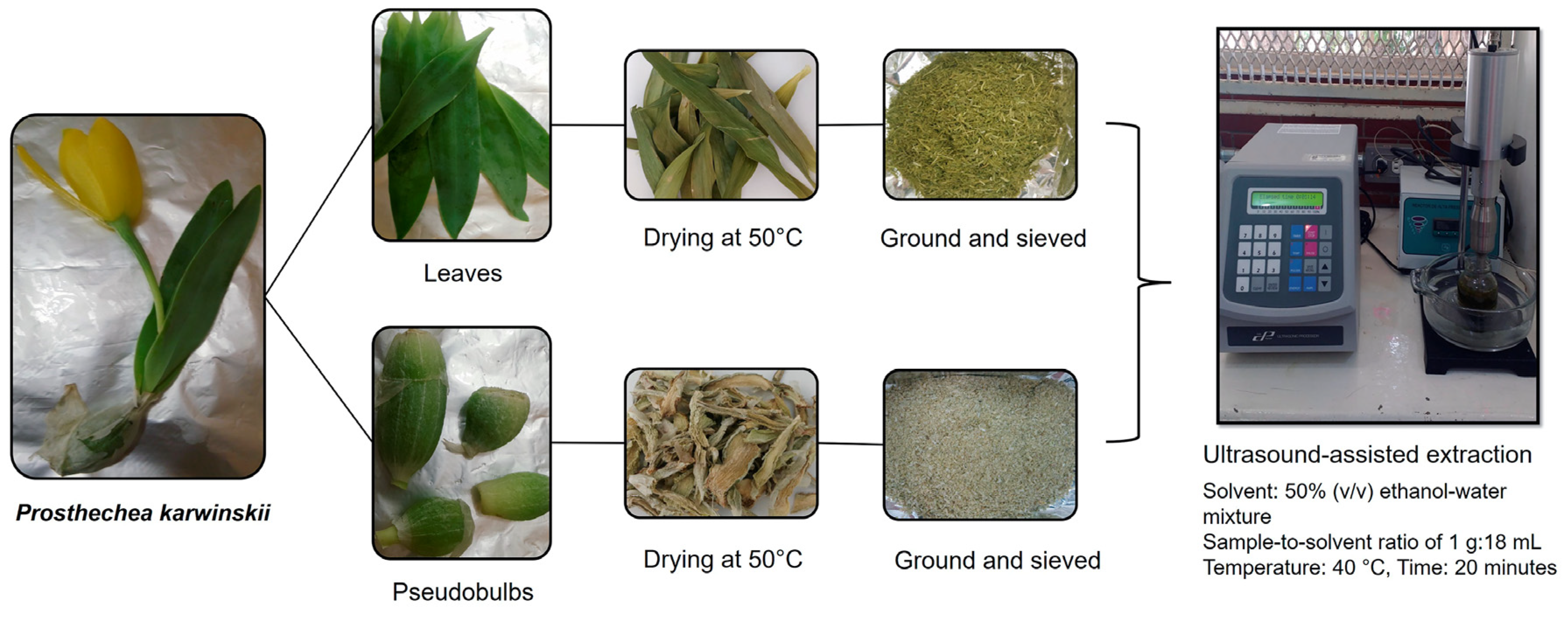 Plants 14 00608 g006