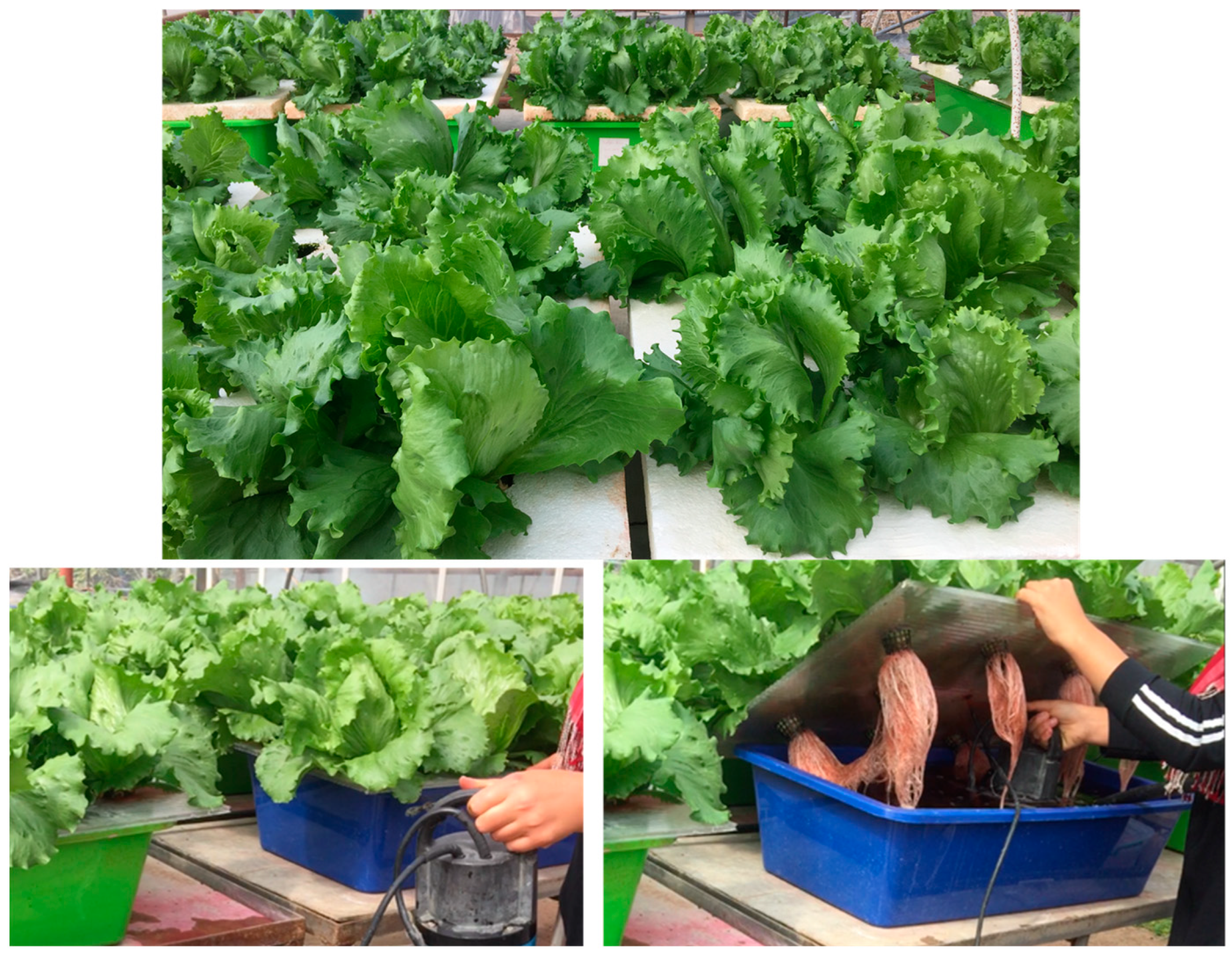 Plants 14 00609 g005