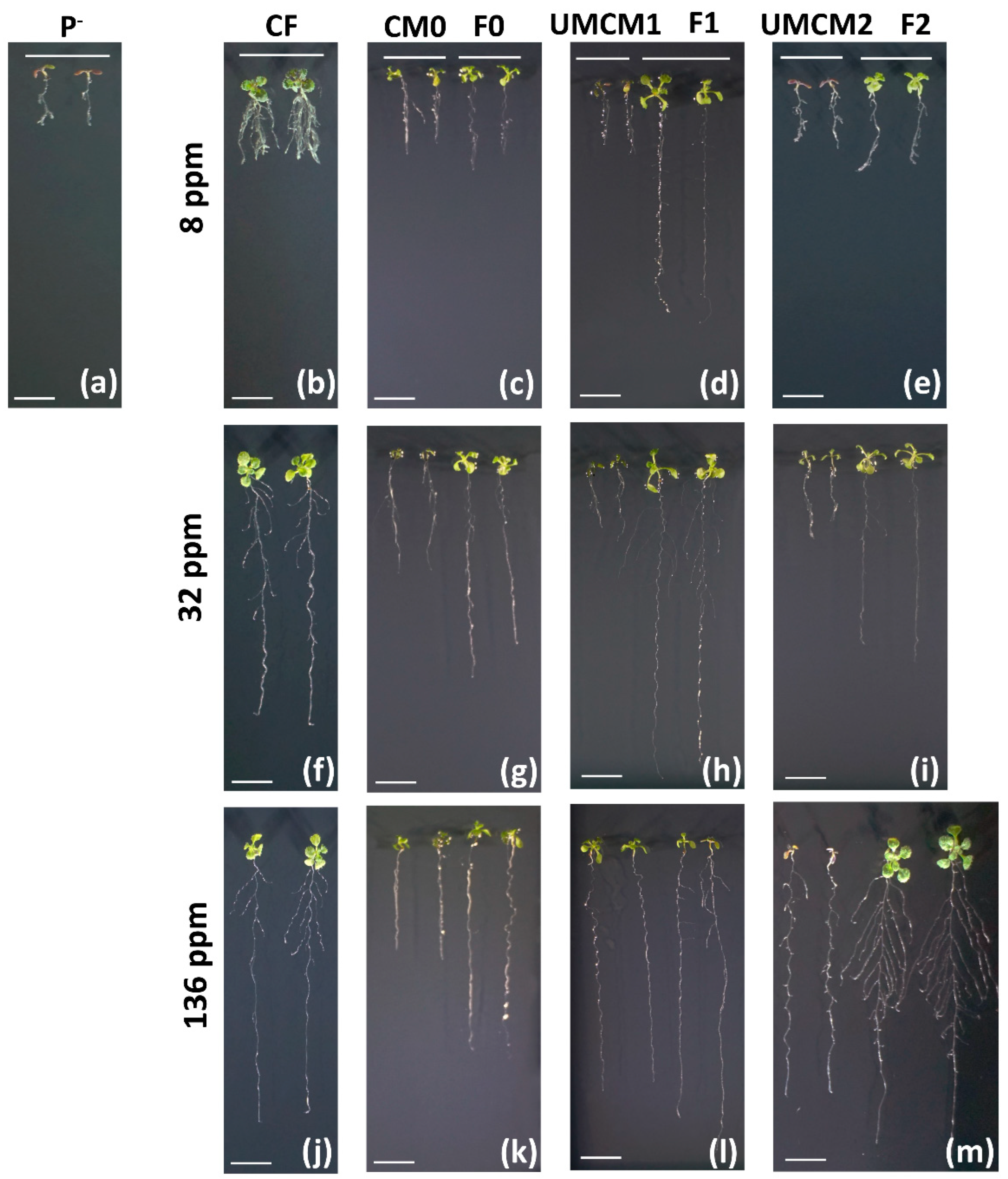 Plants 14 00610 g006