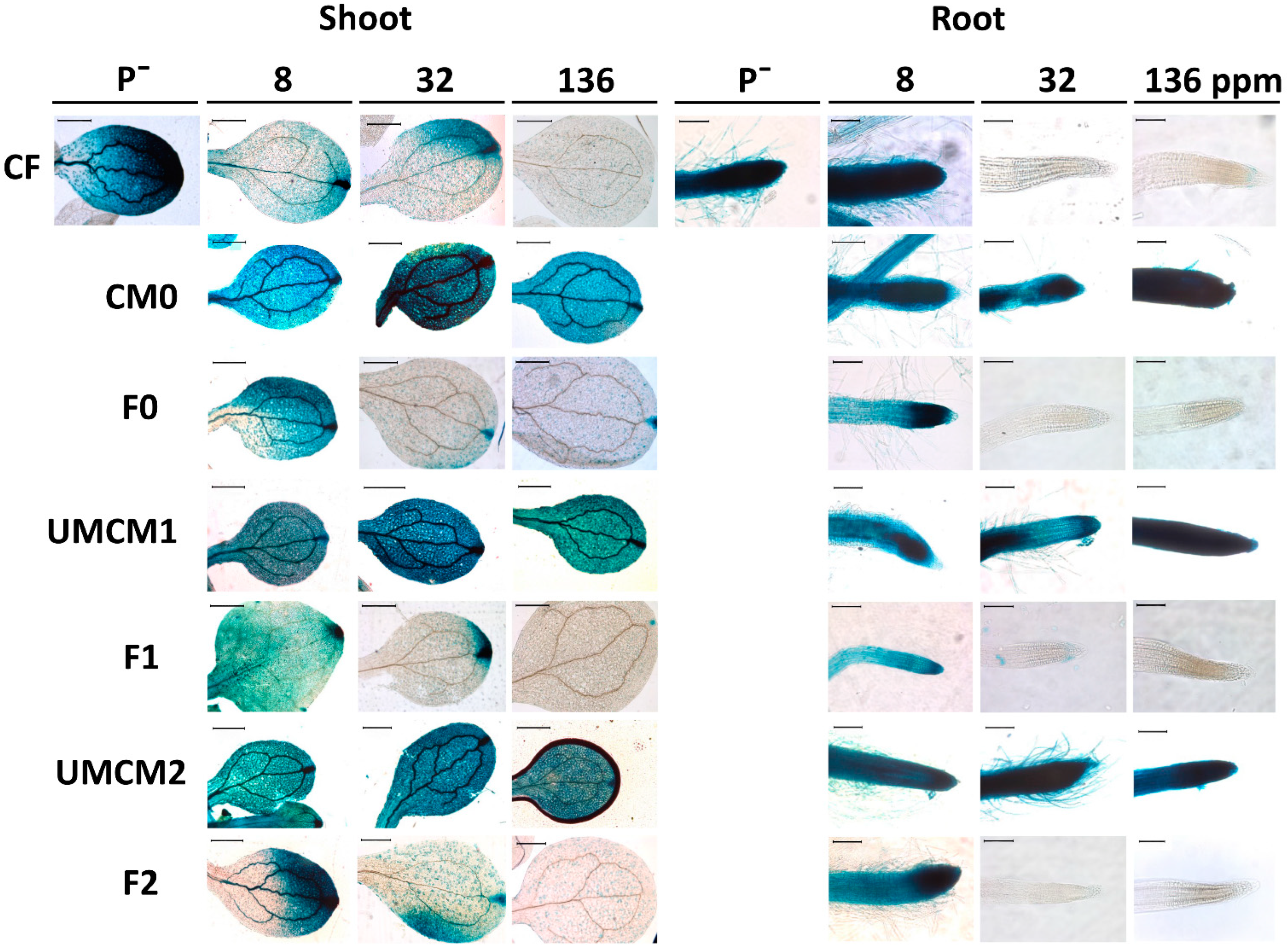 Plants 14 00610 g007