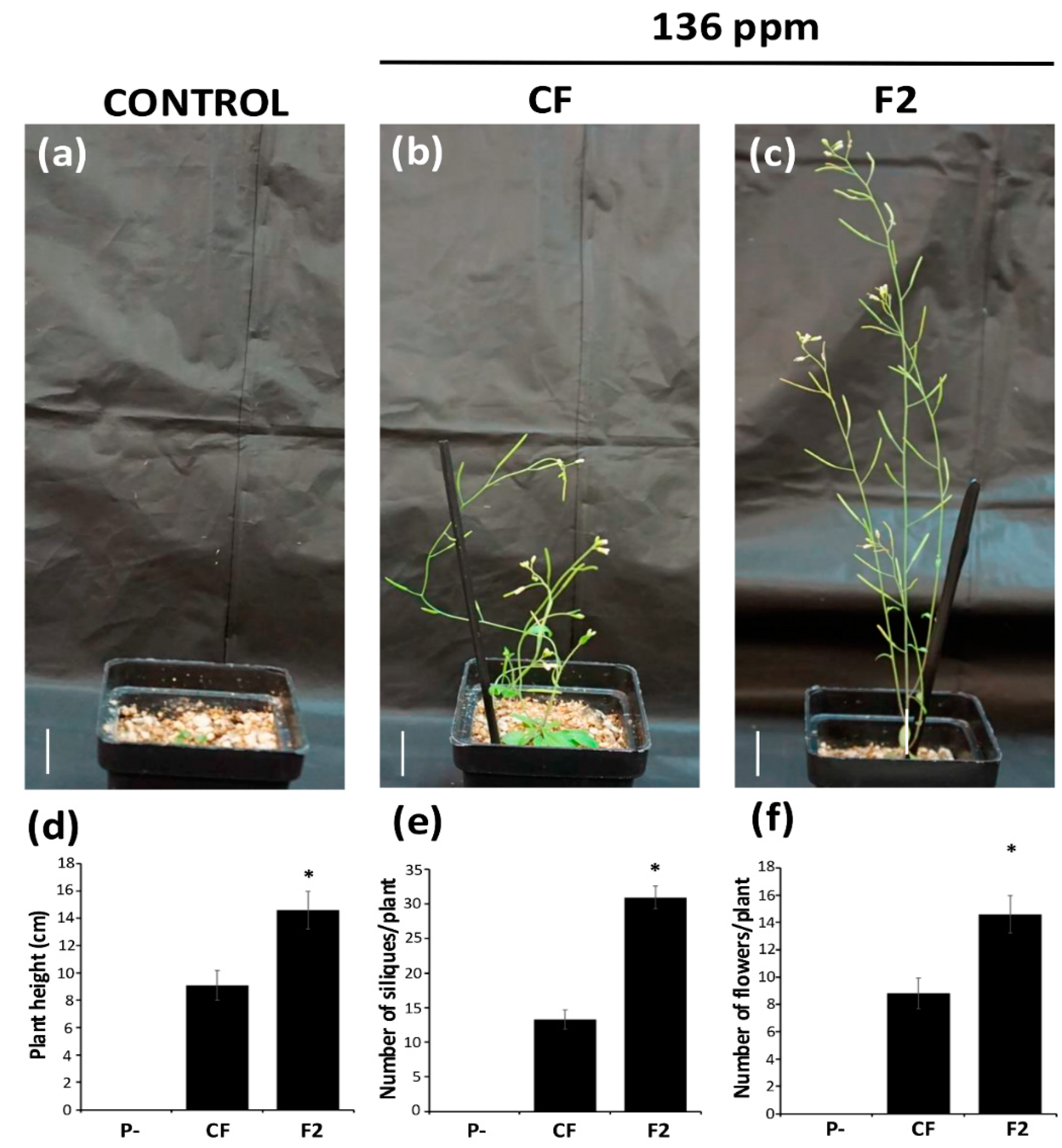 Plants 14 00610 g008