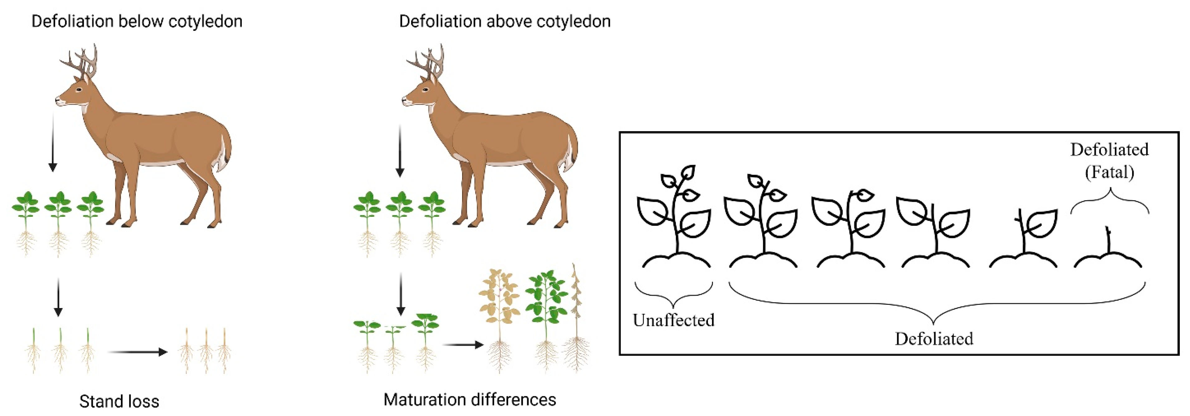 Plants 14 00617 g004