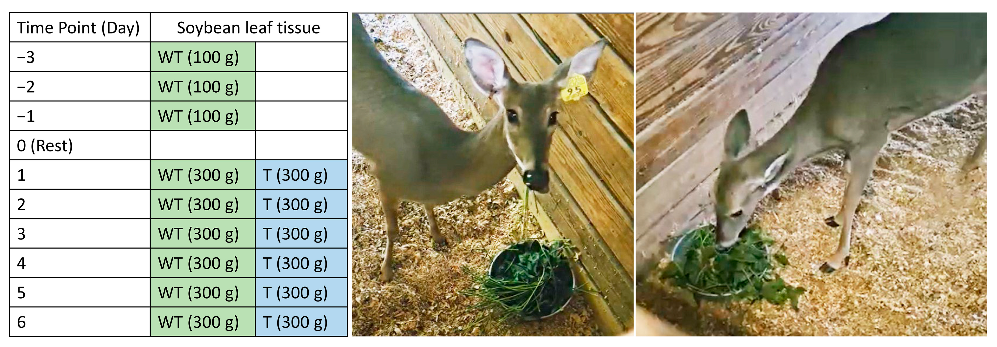 Plants 14 00617 g005