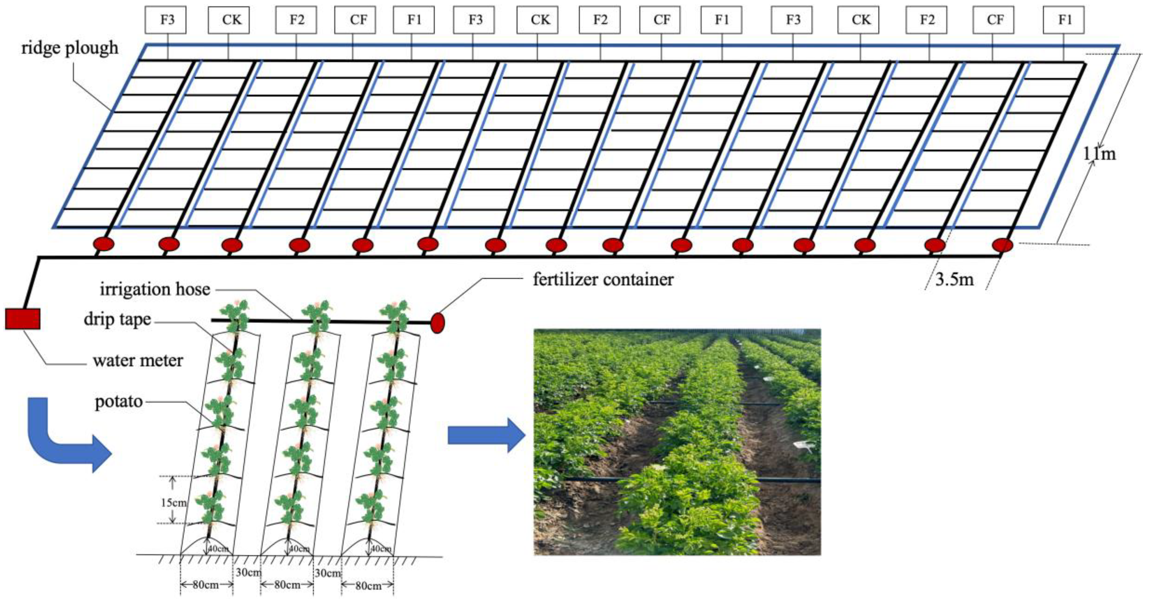 Plants 14 00627 g006 Plants 14 00627 g006