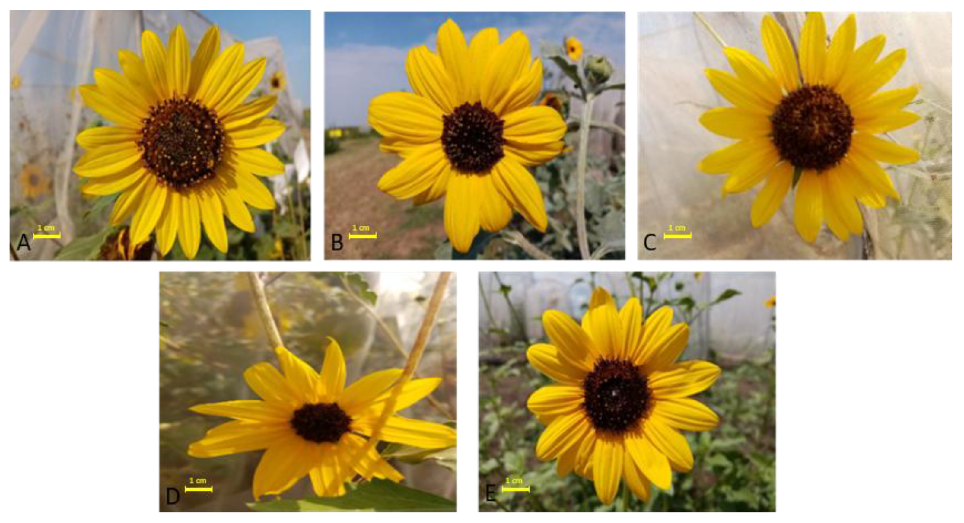 Plants 14 00631 g002