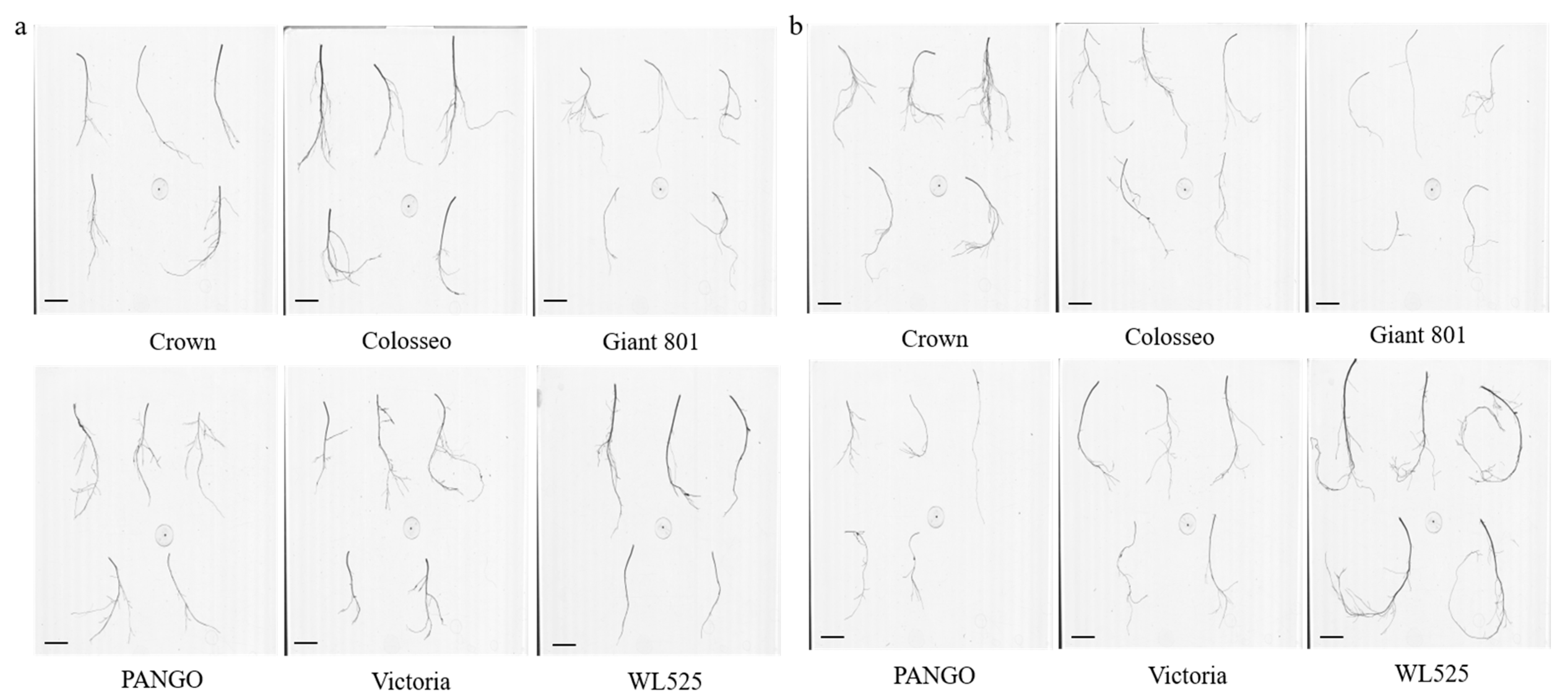 Plants 14 00639 g001