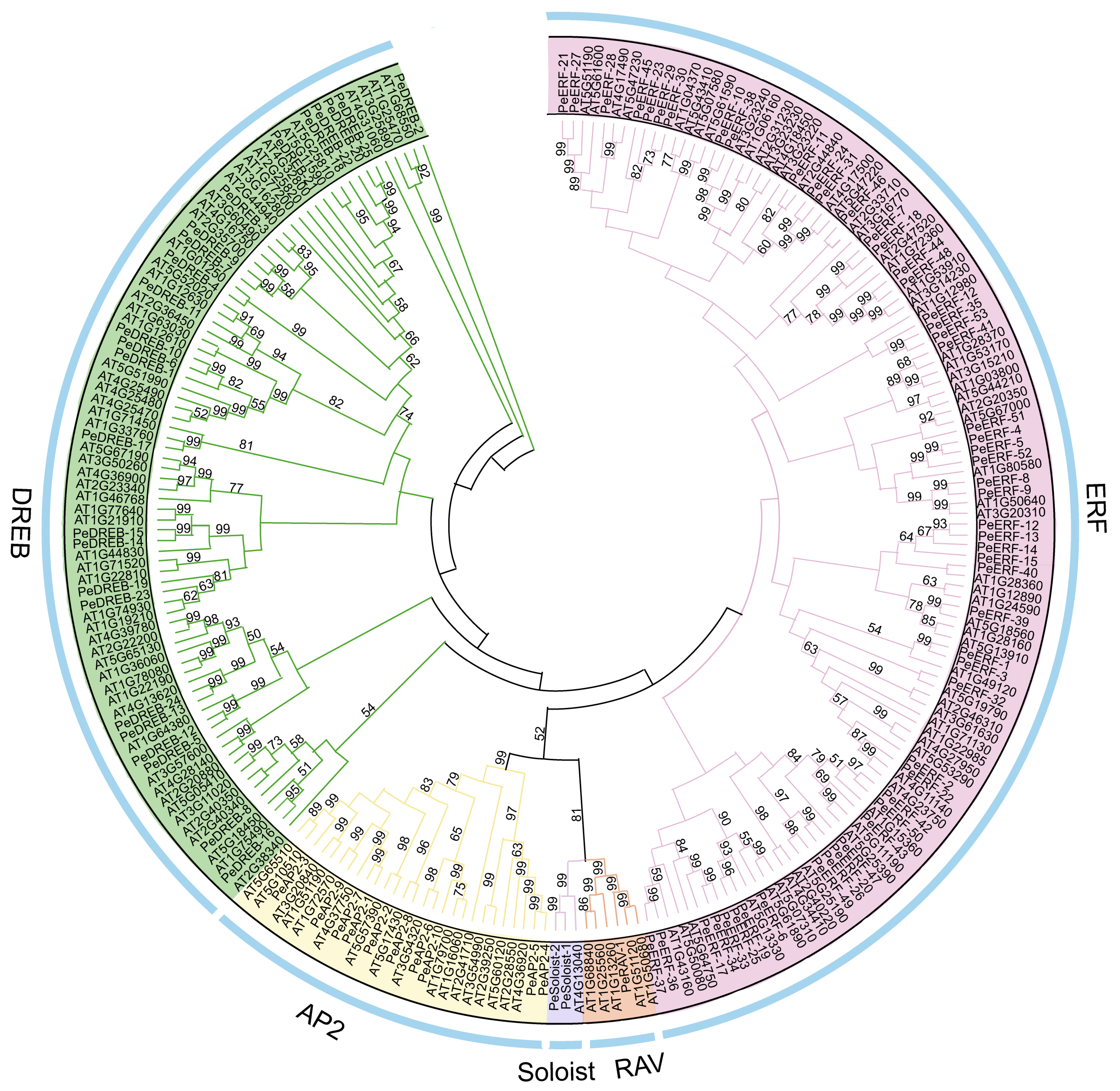 Plants 14 00645 g001