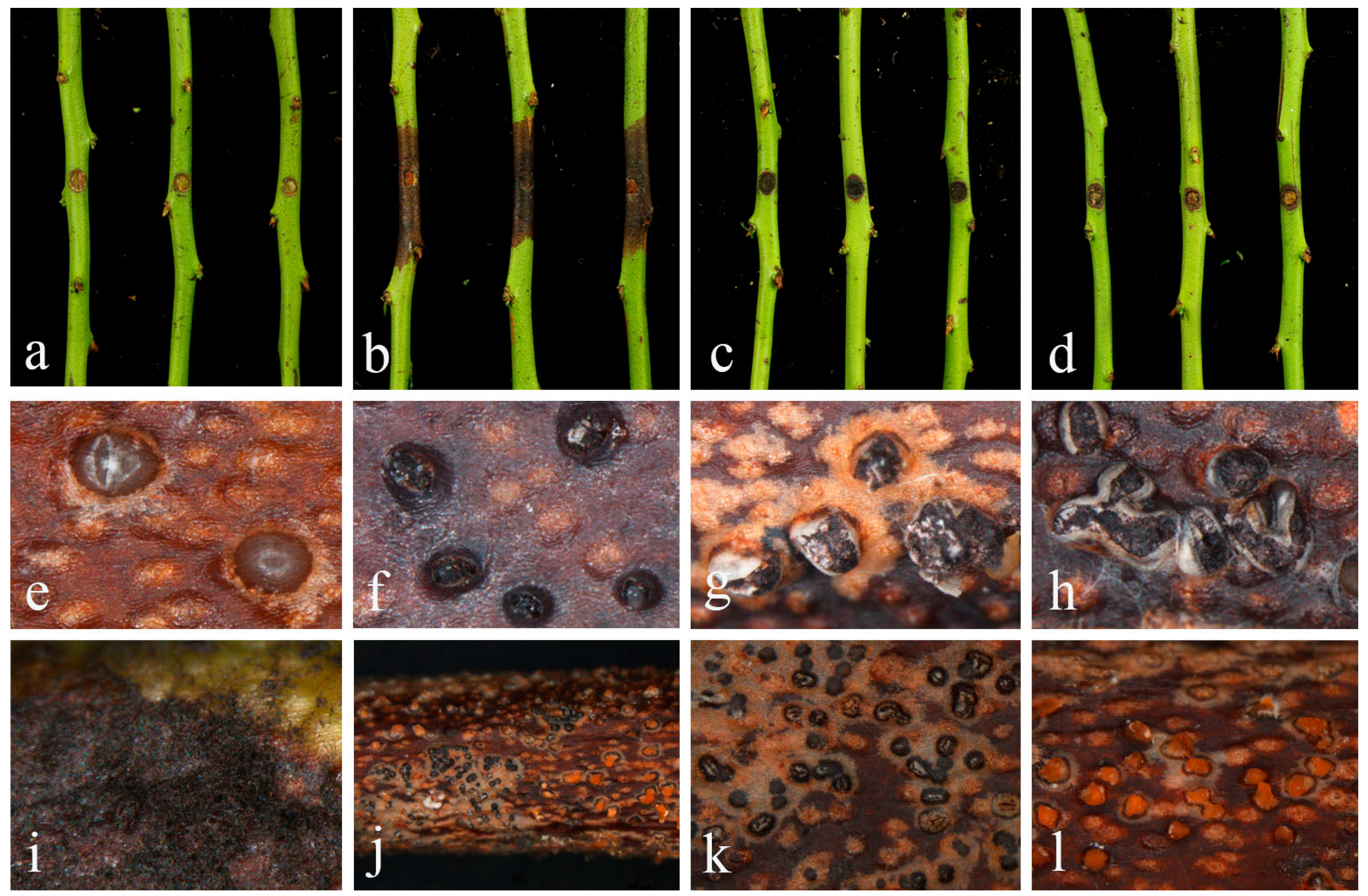 Plants 14 00647 g008
