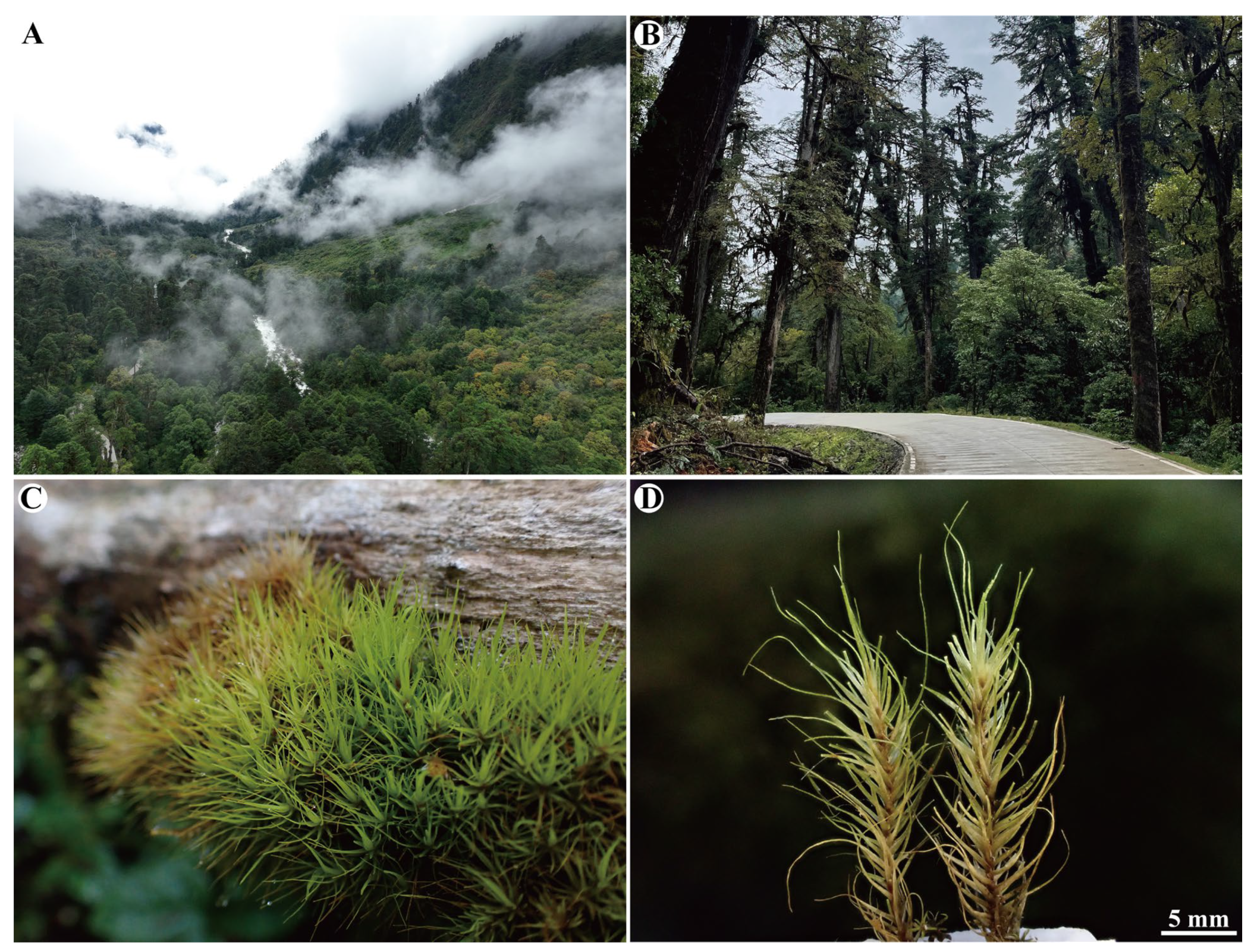 Plants 14 00650 g002 Plants 14 00650 g002