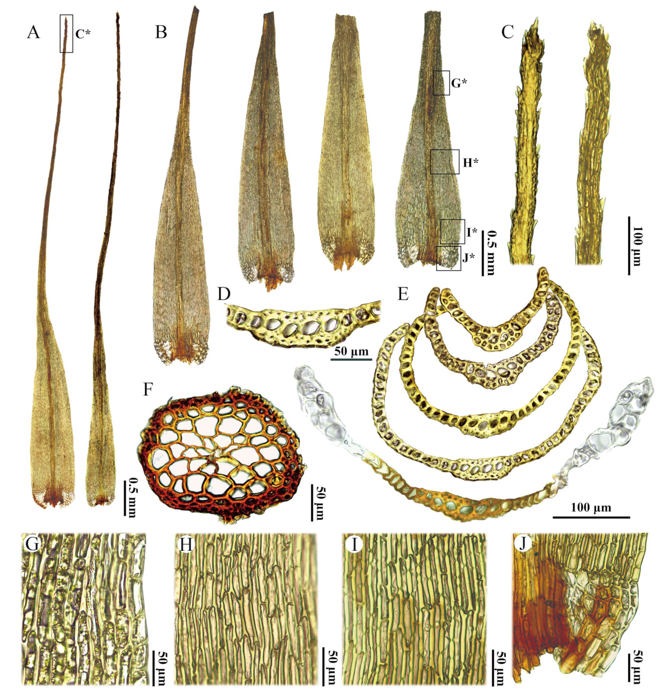 Plants 14 00650 g004 Plants 14 00650 g004