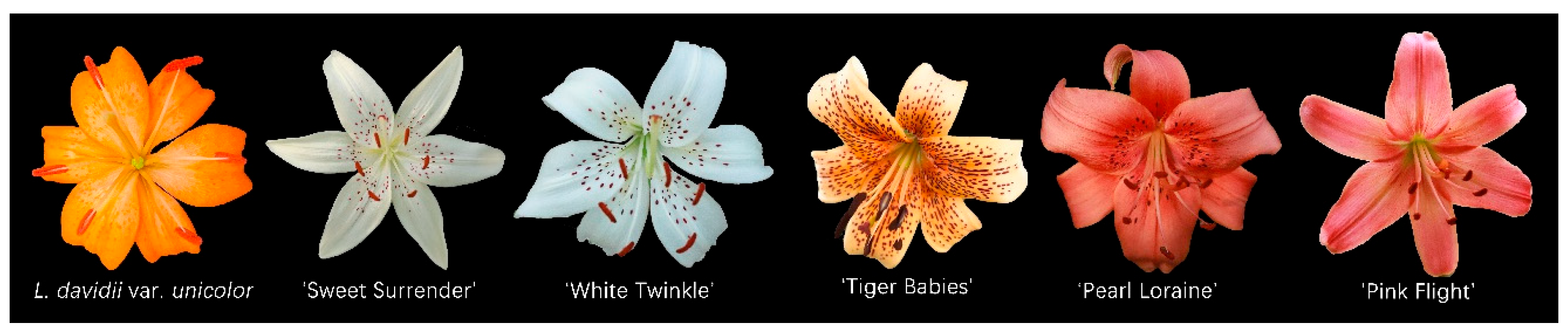 Plants 14 00656 g001