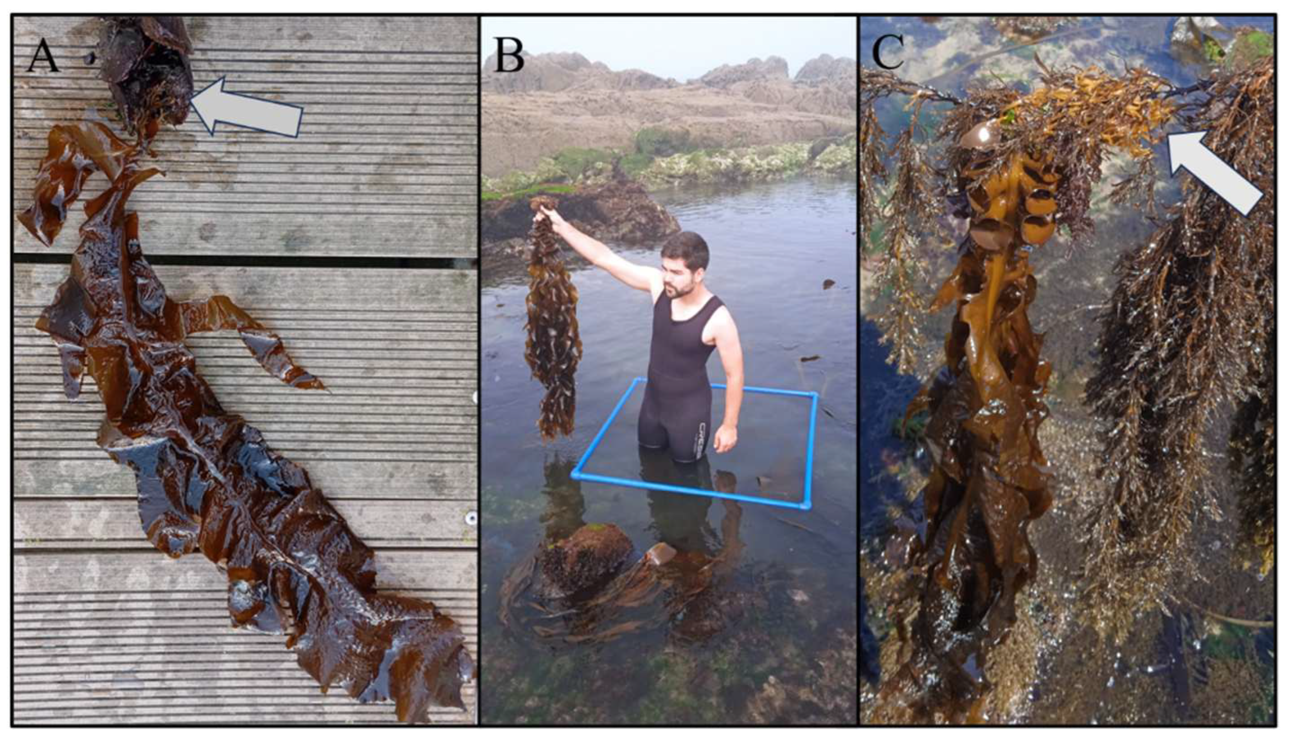 Plants 14 00658 g004