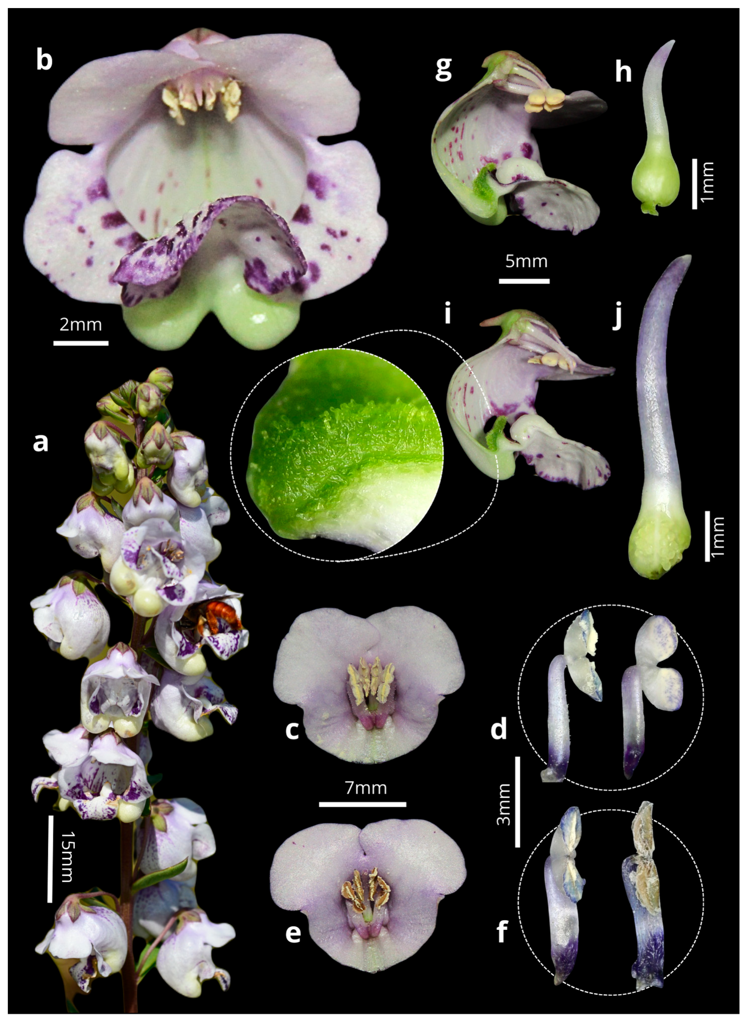 Plants 14 00663 g001 Plants 14 00663 g001