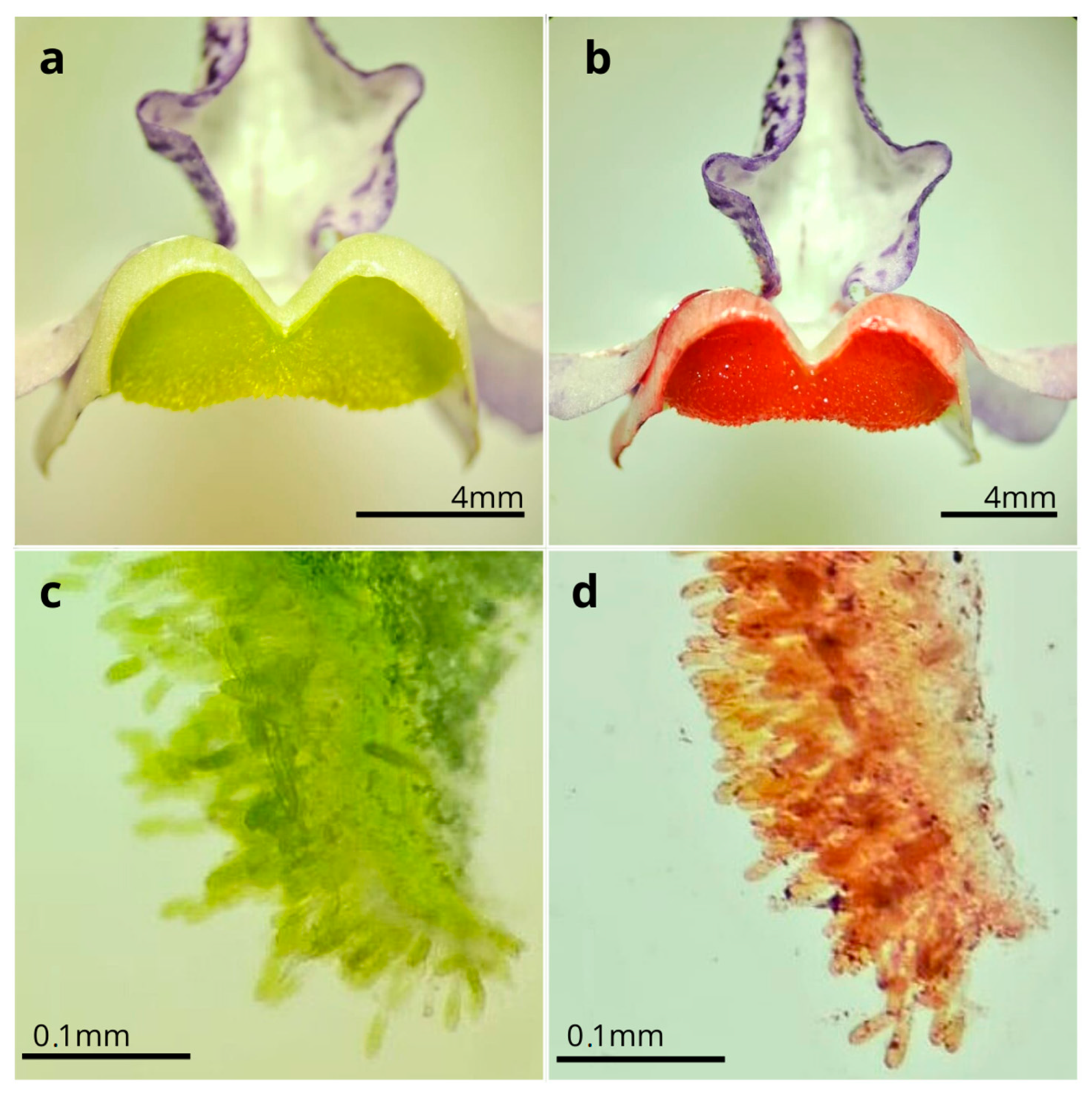 Plants 14 00663 g002 Plants 14 00663 g002