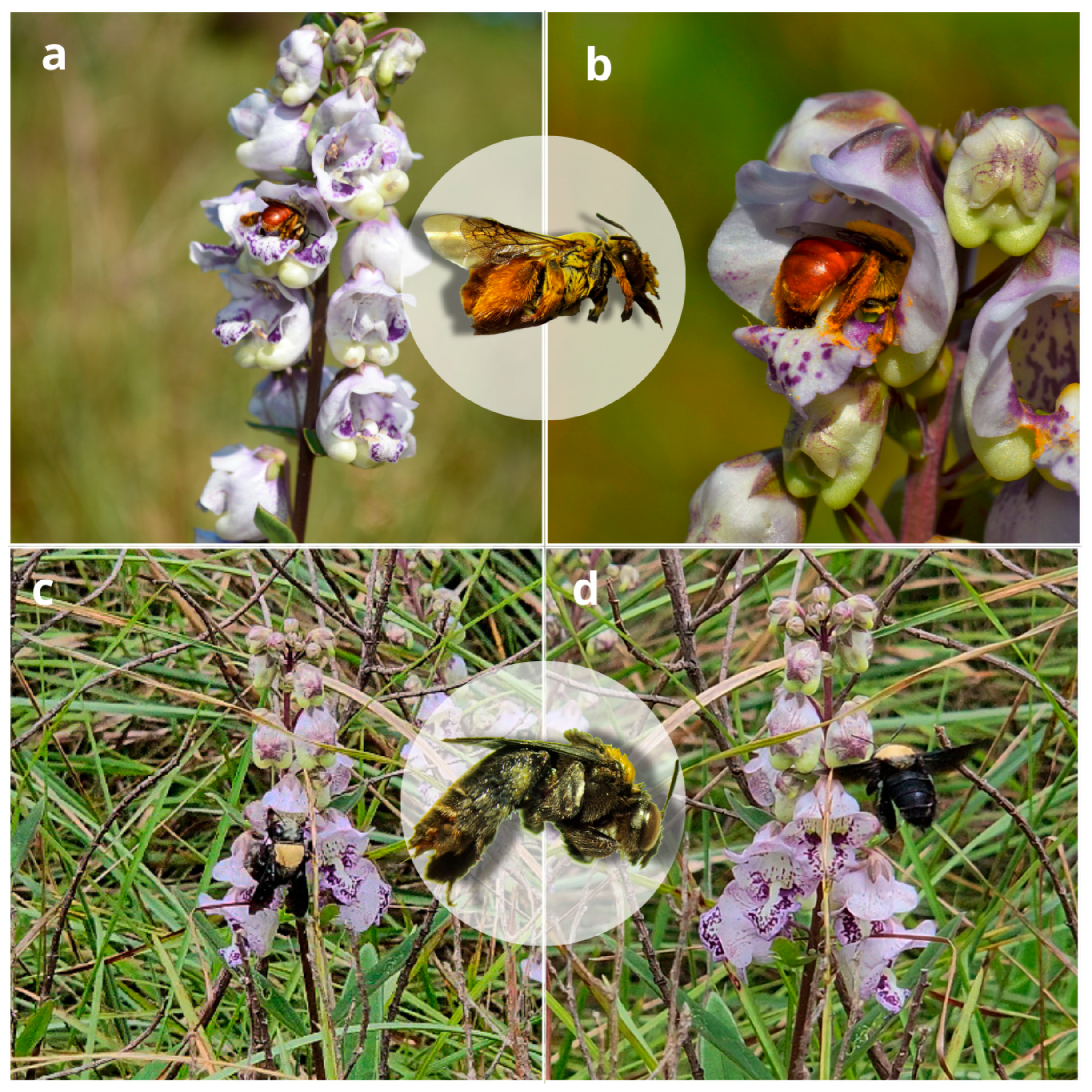 Plants 14 00663 g004 Plants 14 00663 g004