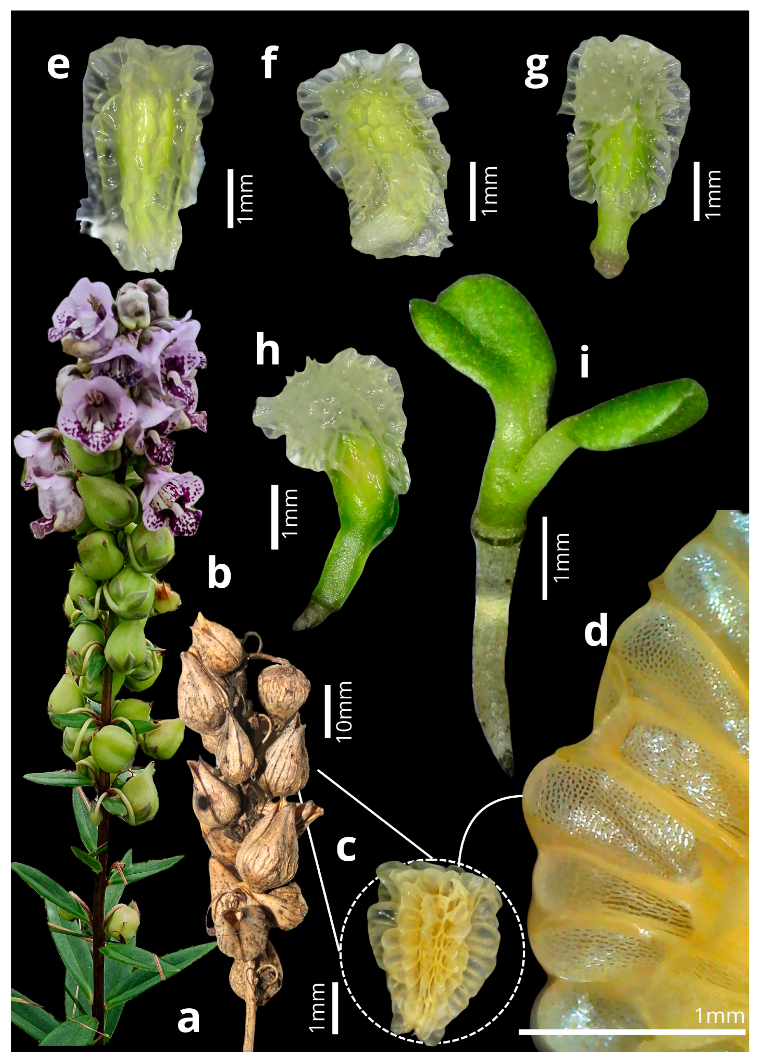 Plants 14 00663 g005 Plants 14 00663 g005