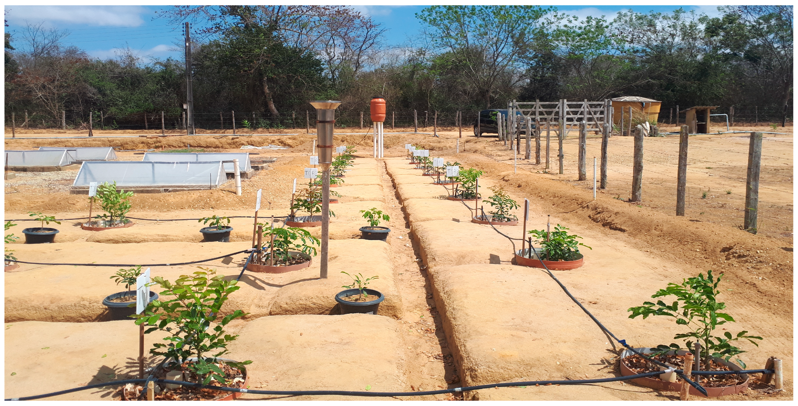 Plants 14 00666 g002