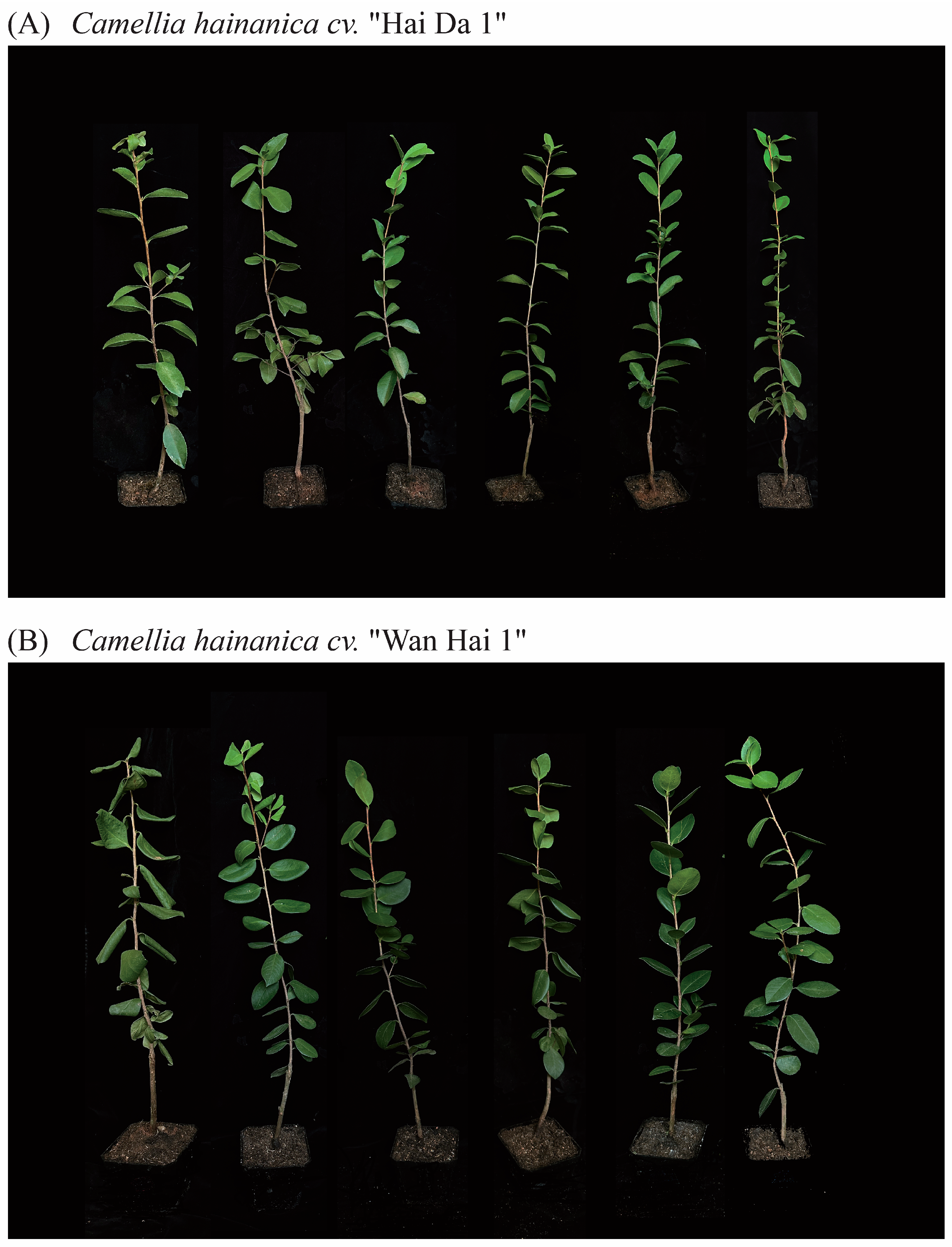 Plants 14 00676 g001