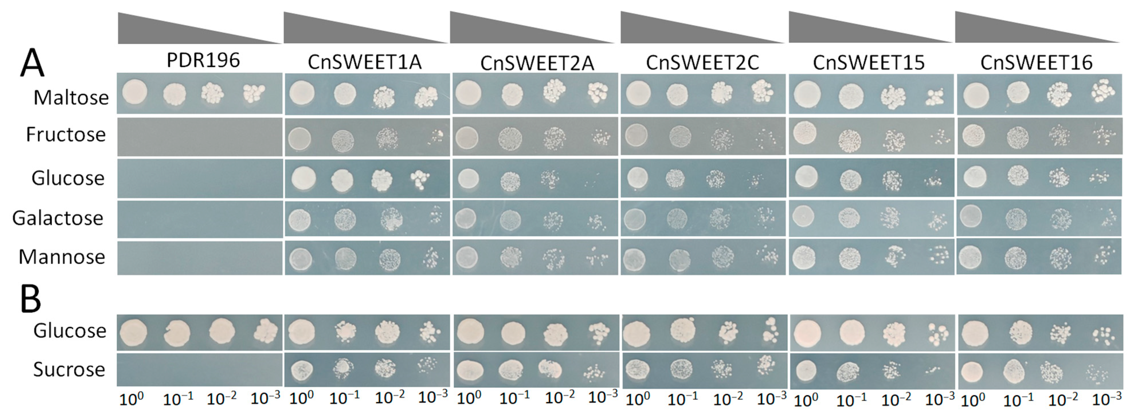 Plants 14 00686 g006