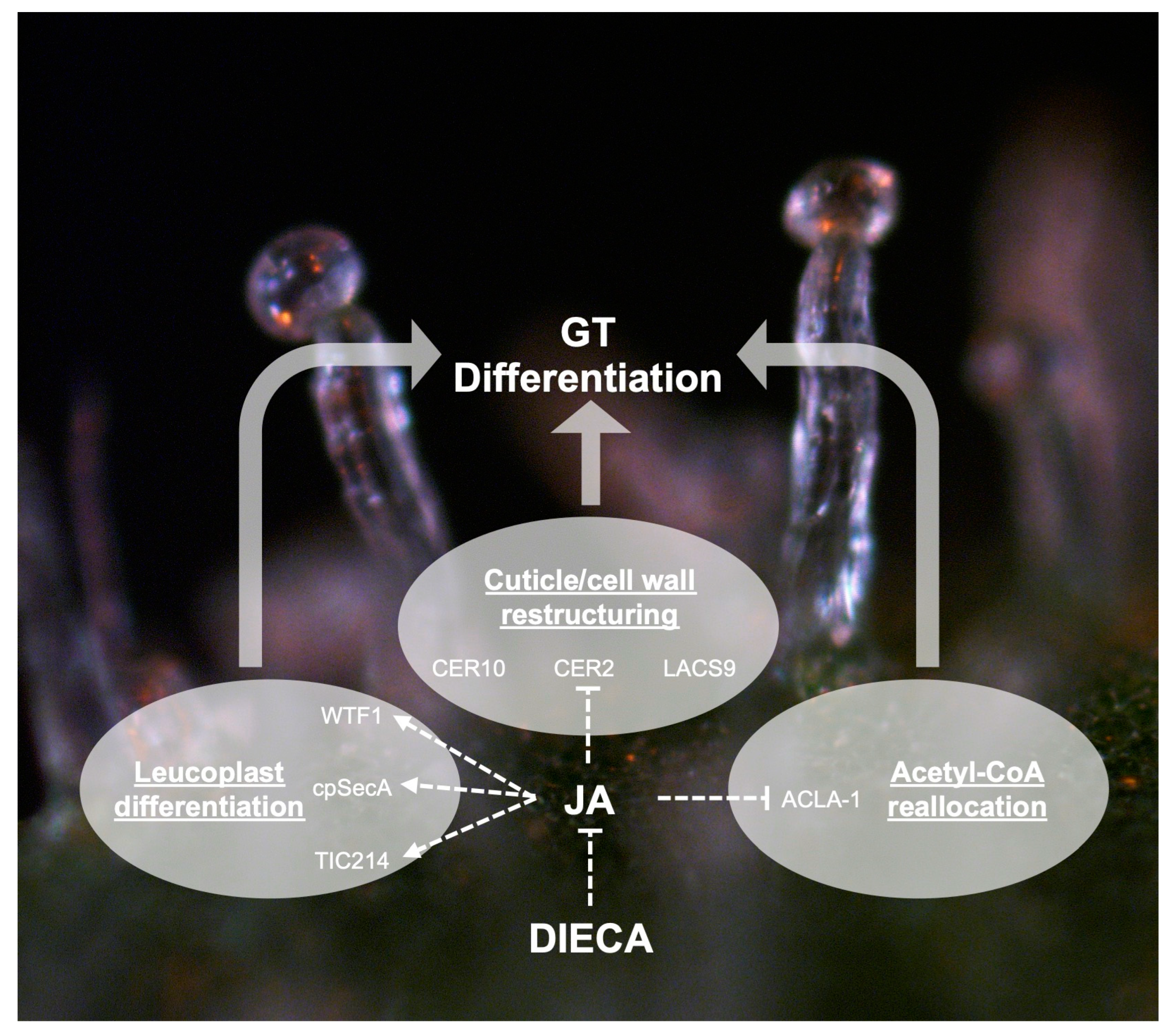 Plants 14 00694 g008 Plants 14 00694 g008