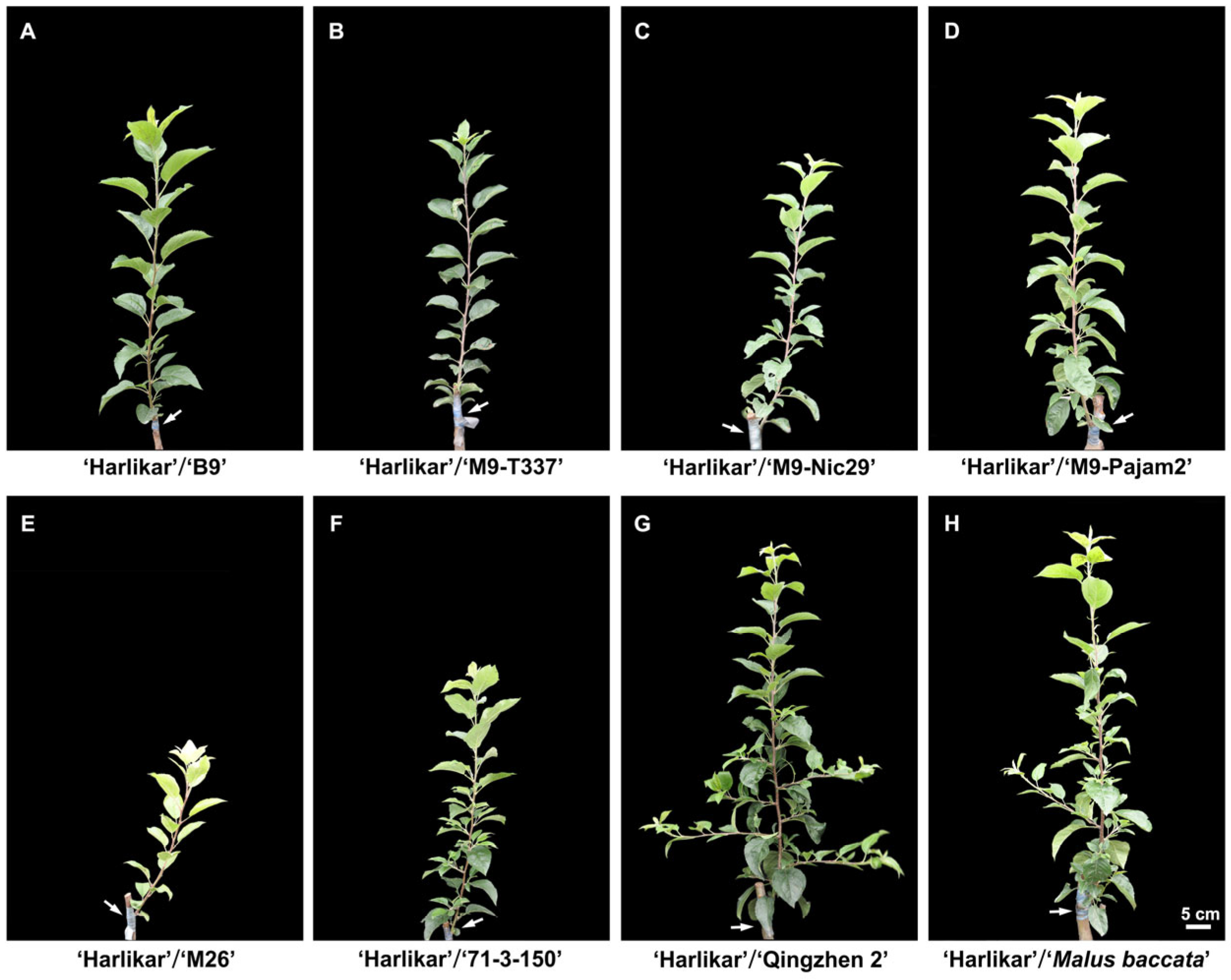 Plants 14 00696 g002