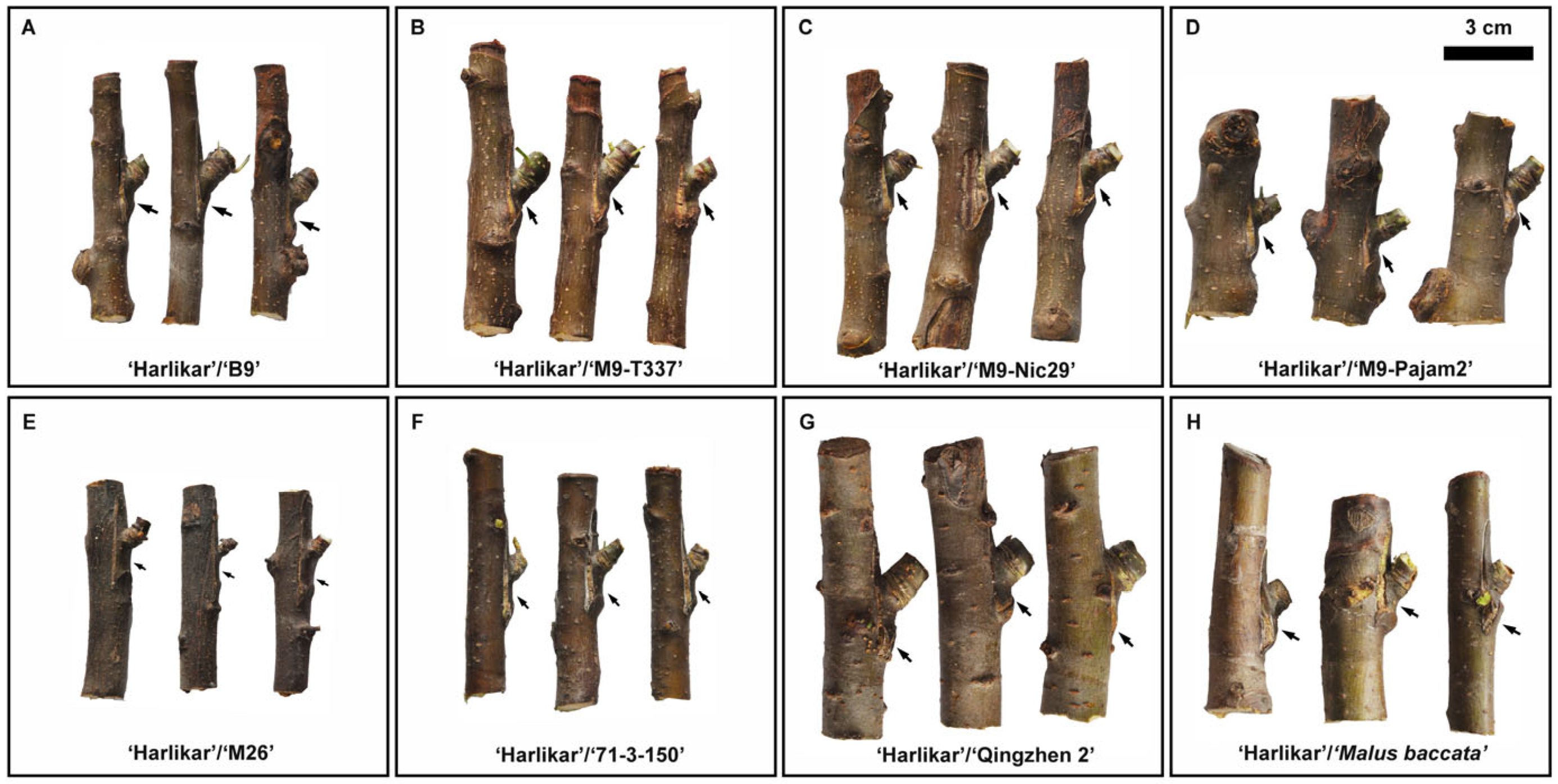 Plants 14 00696 g0a1