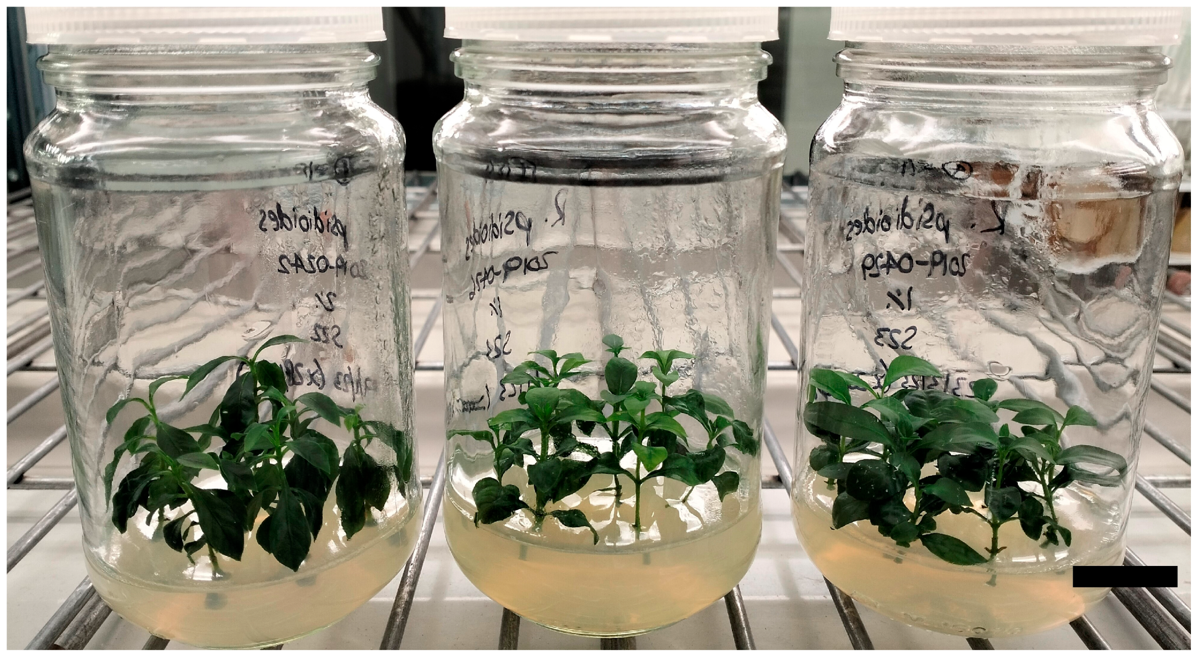 Plants 14 00699 g003