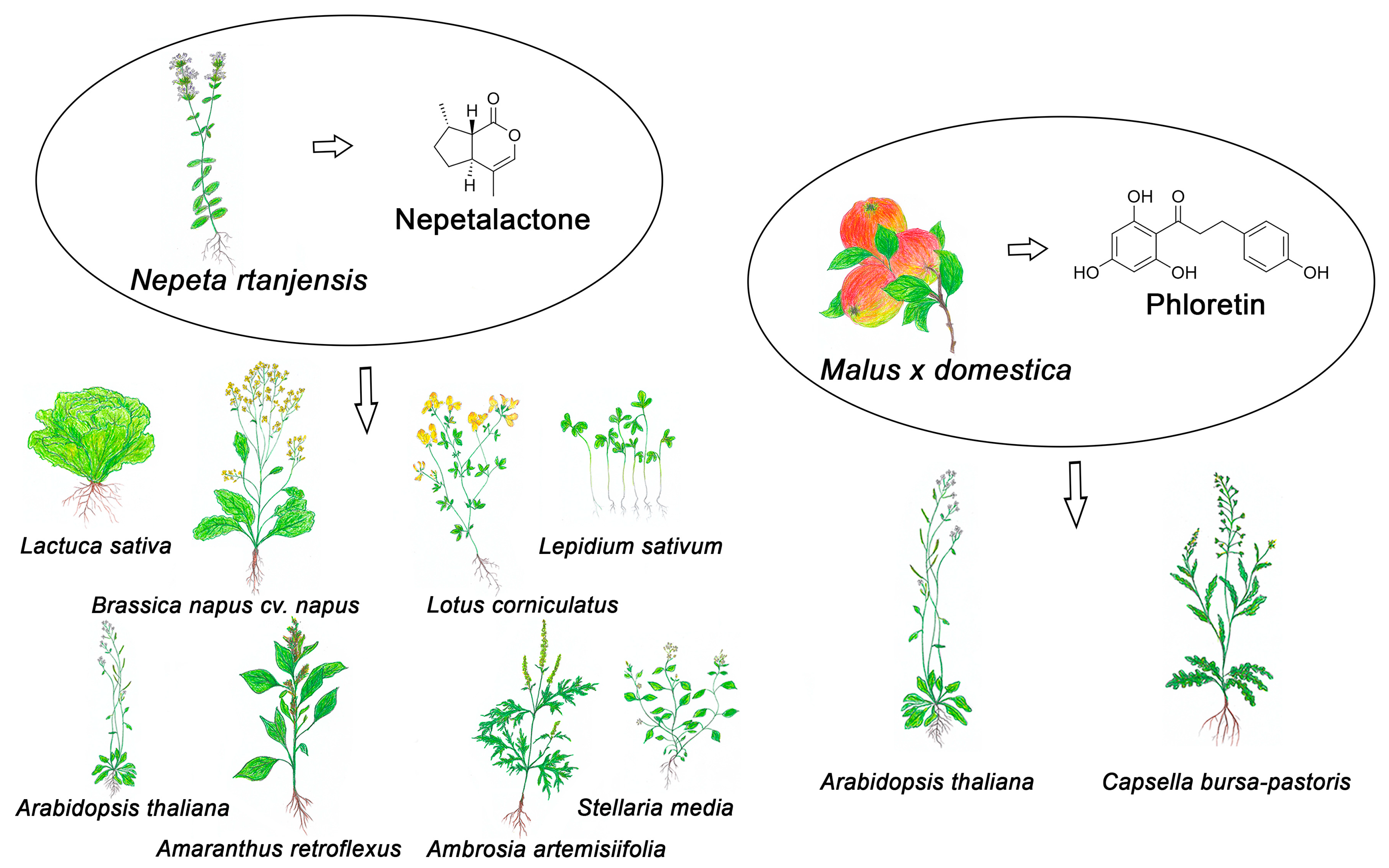 Plants 14 00701 g001