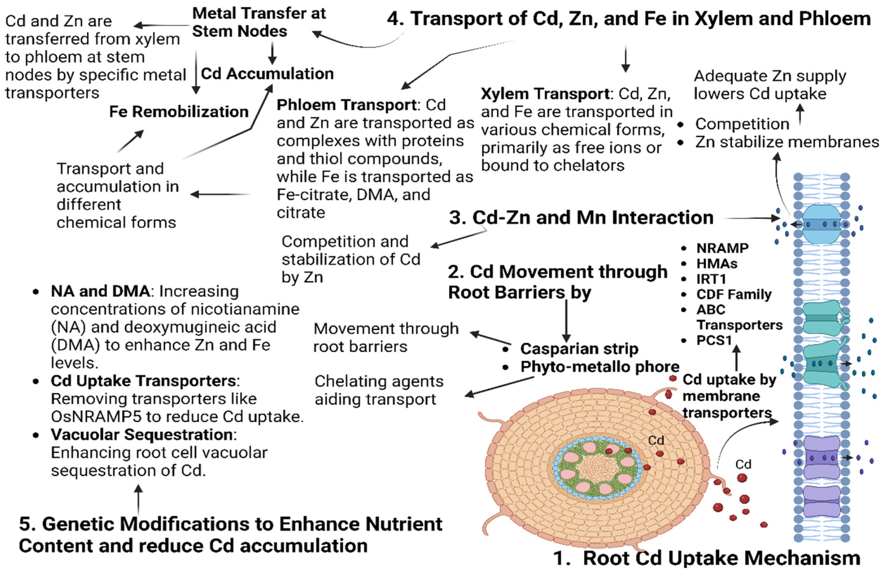 Plants 14 00707 g002