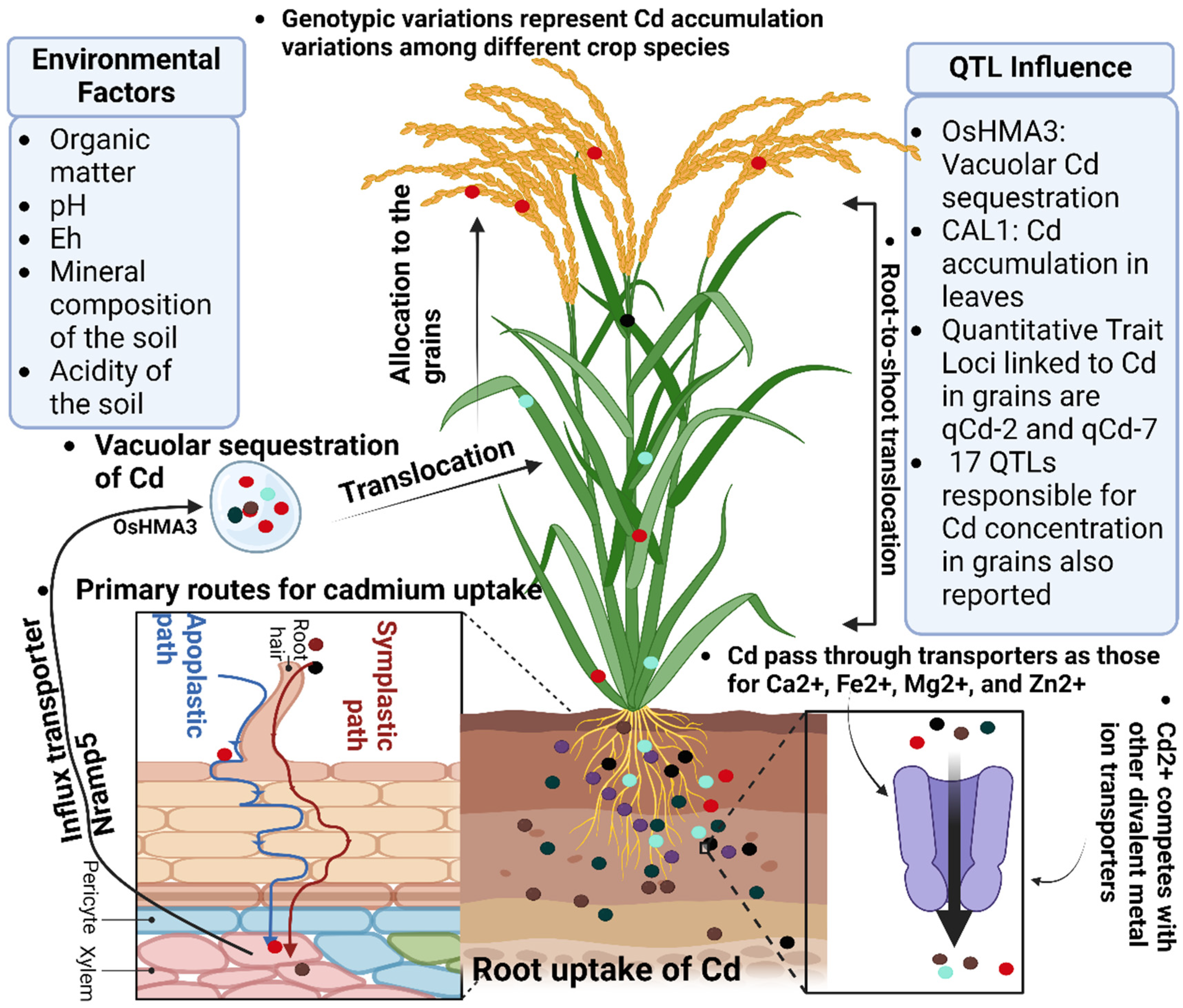 Plants 14 00707 g003