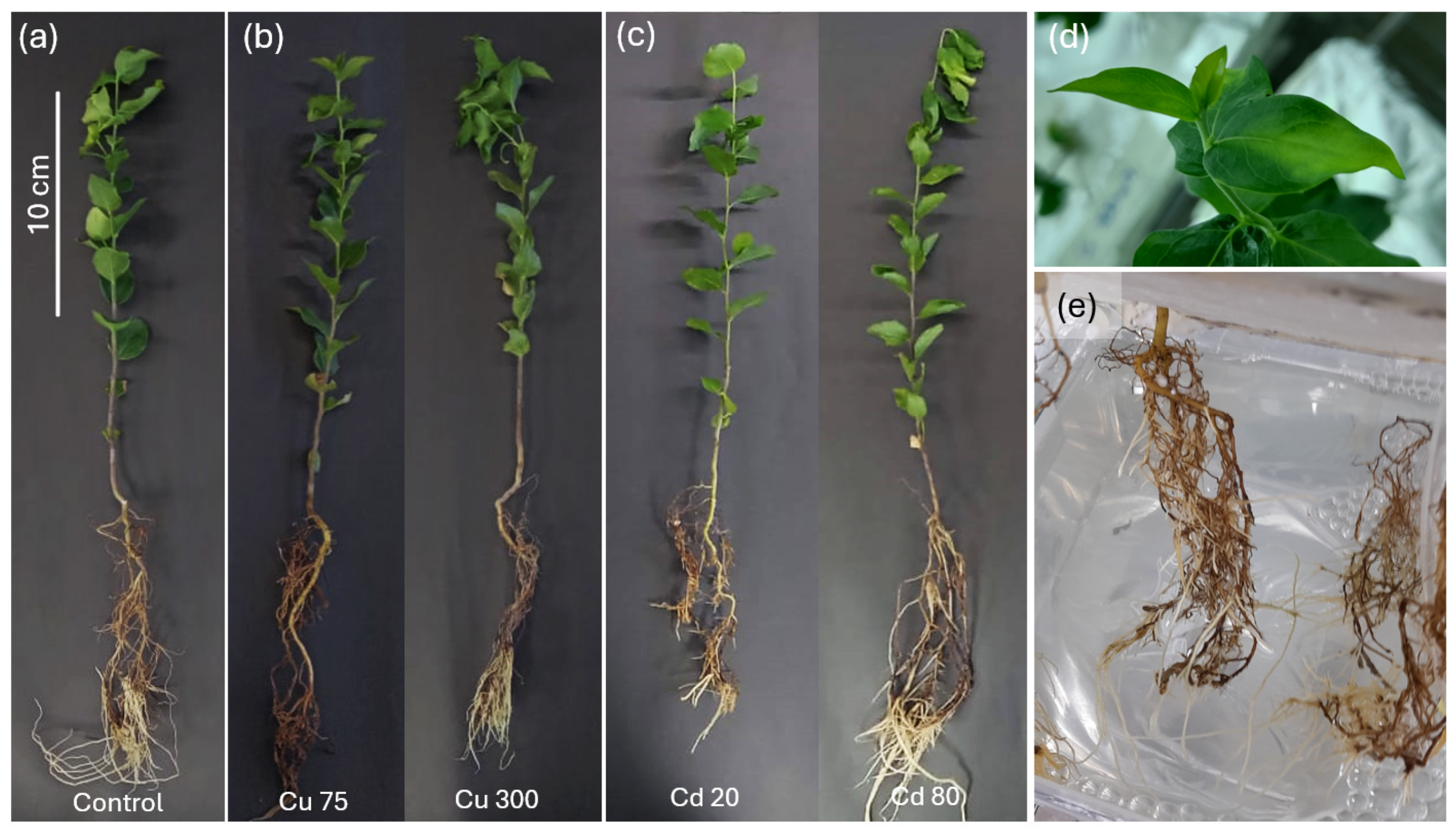 Plants 14 00709 g001