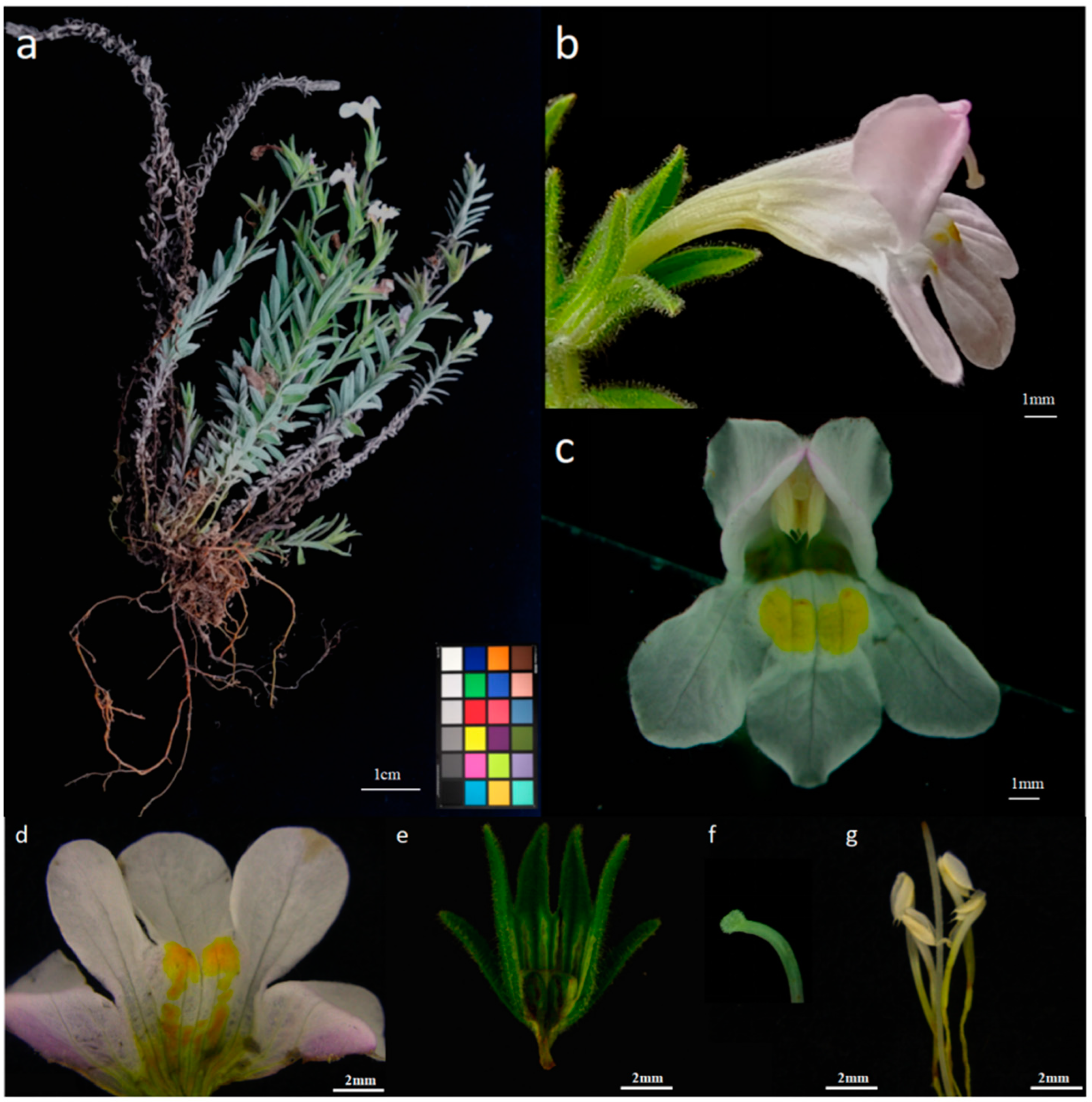 Plants 14 00715 g001